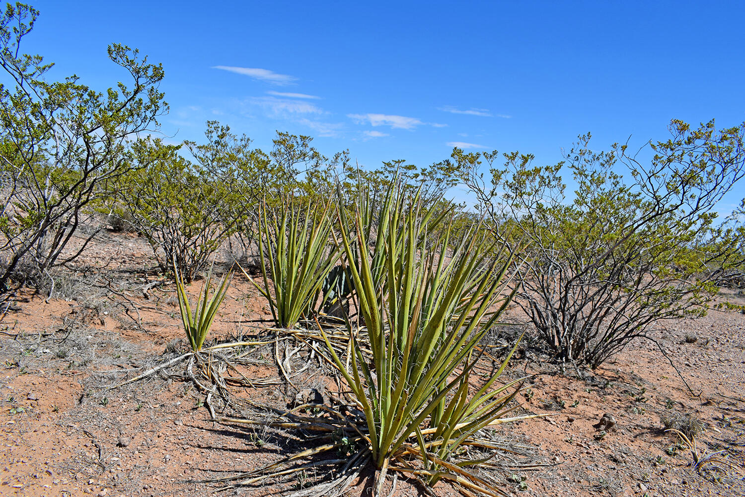 Lot 7 Quail Run Drive, San Antonio, New Mexico image 36