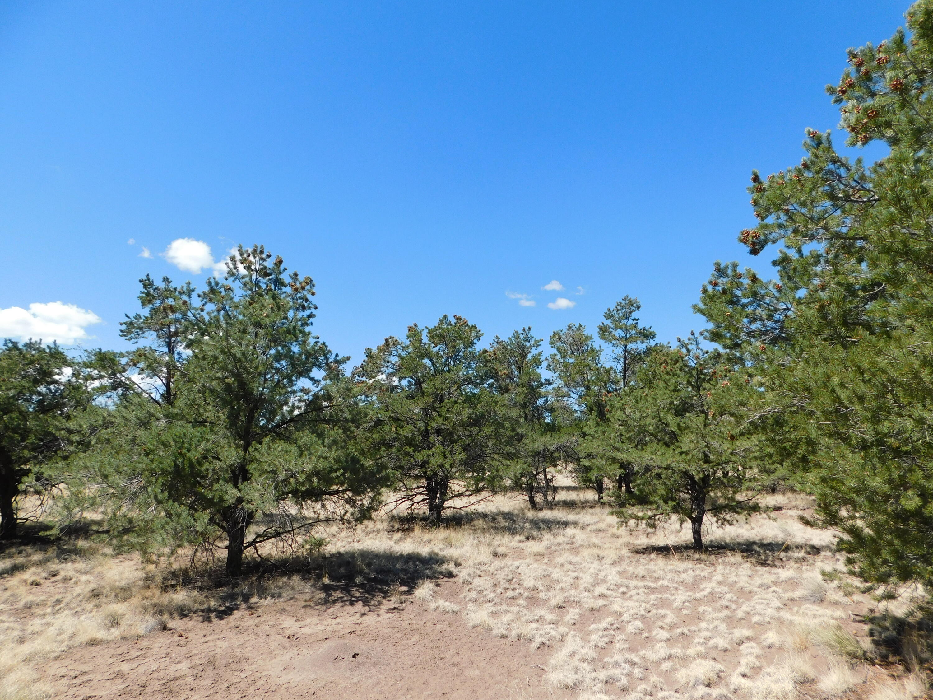 15 River Lane, Quemado, New Mexico image 12