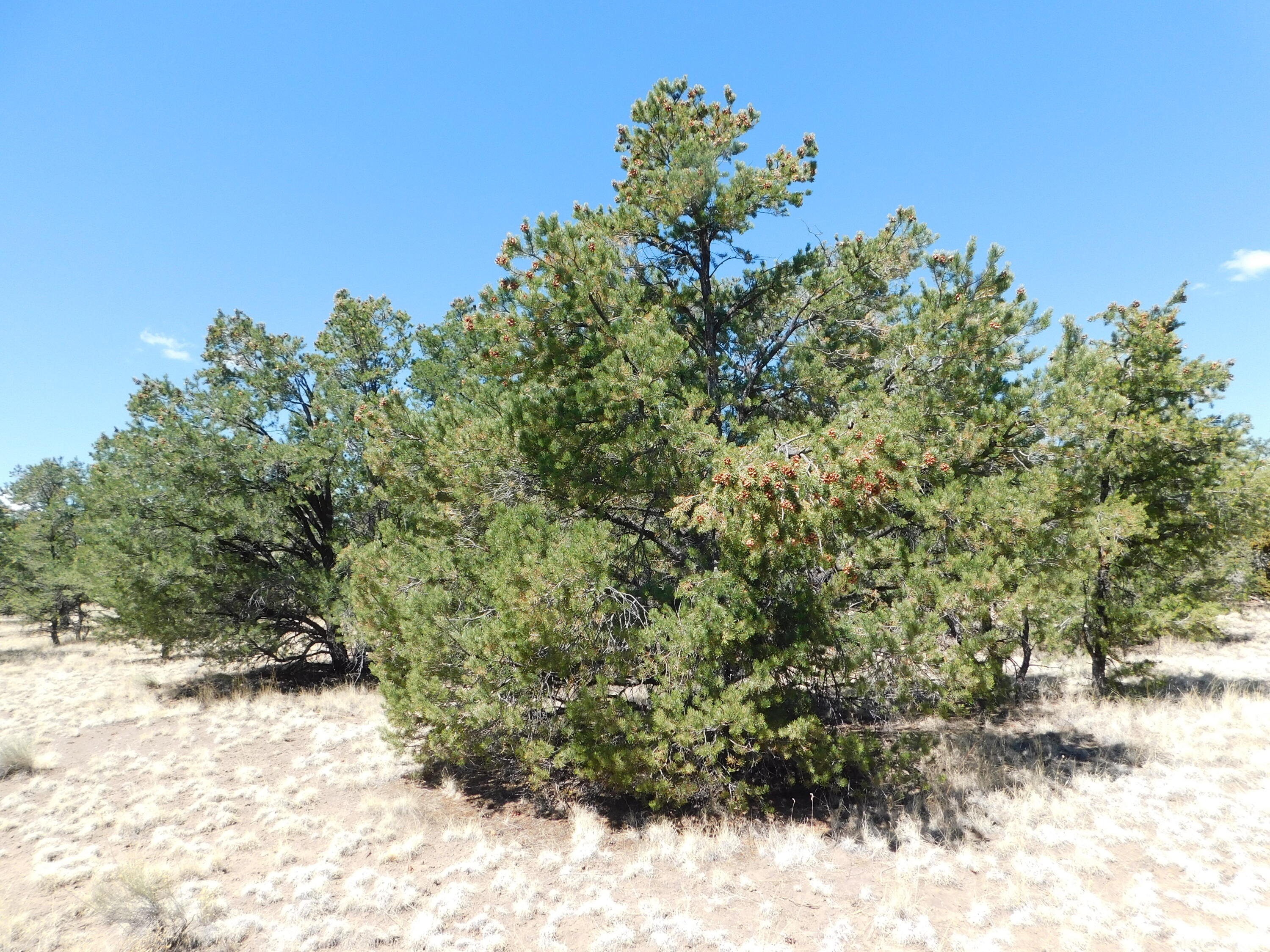 15 River Lane, Quemado, New Mexico image 11