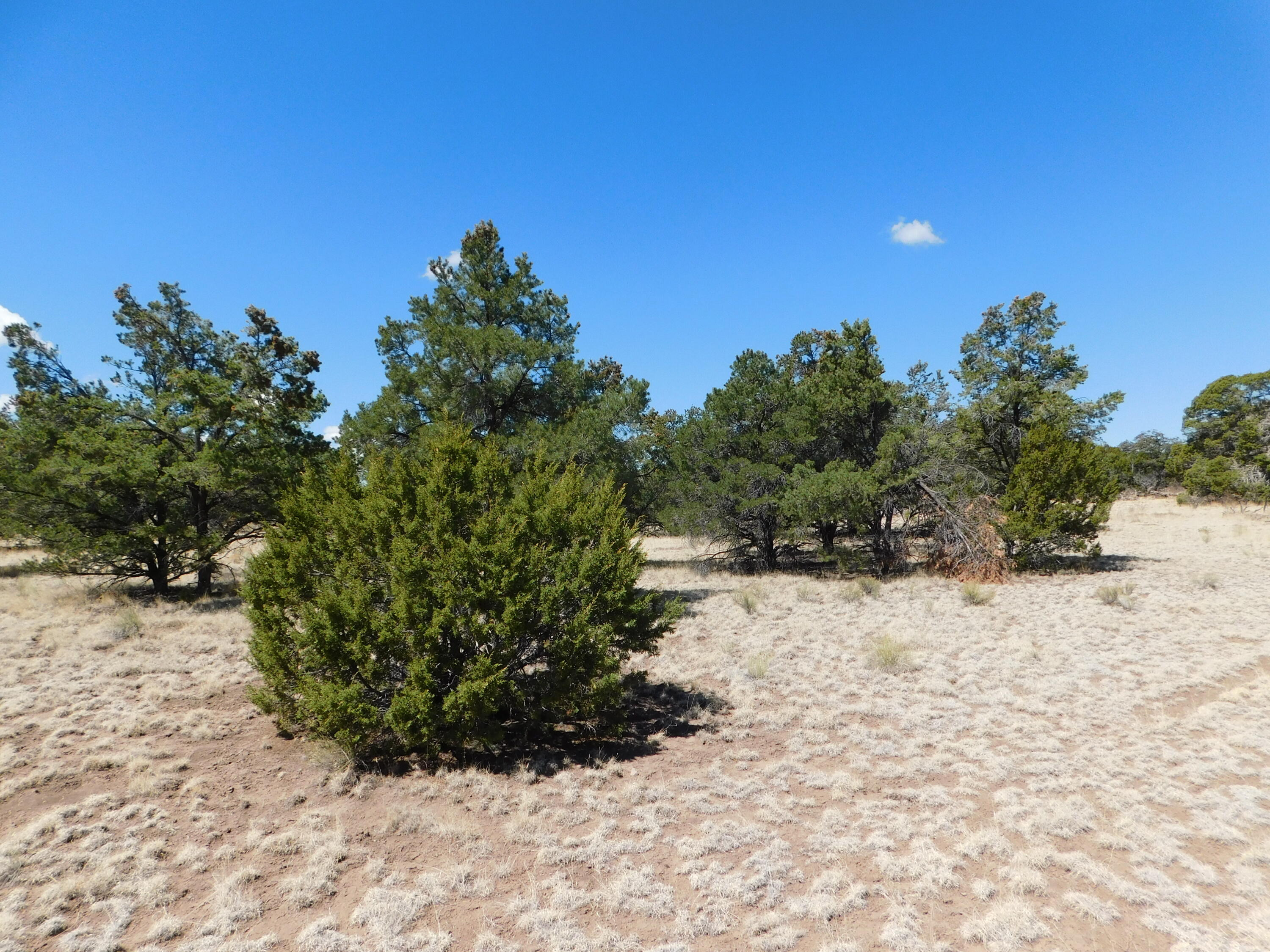 15 River Lane, Quemado, New Mexico image 8