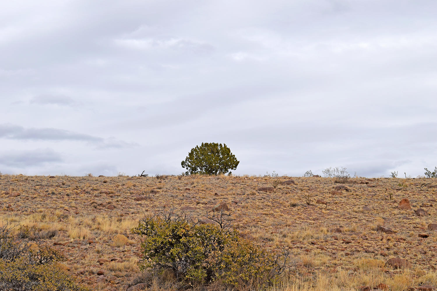 Lot 124 Golden Ridge Road, San Antonio, New Mexico image 50