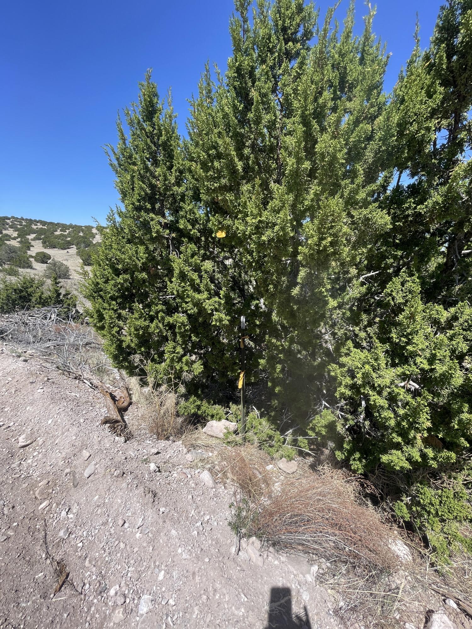 Lot 55 Pinon Springs Ranch, Magdalena, New Mexico image 4