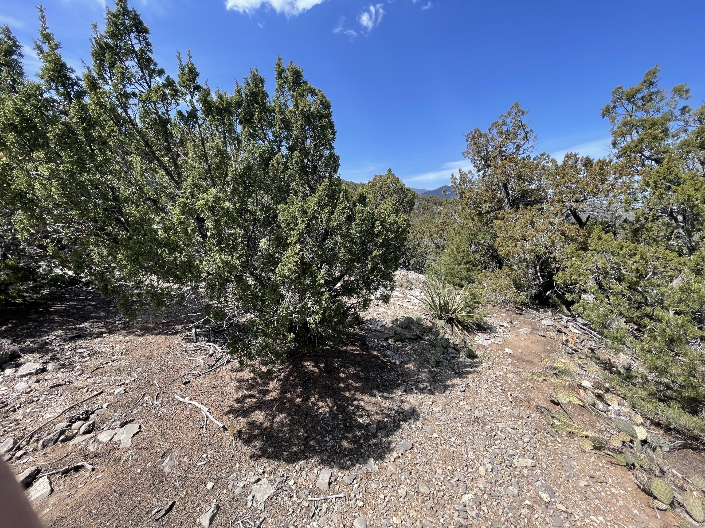 31 Canon Escondido, Sandia Park, New Mexico image 9