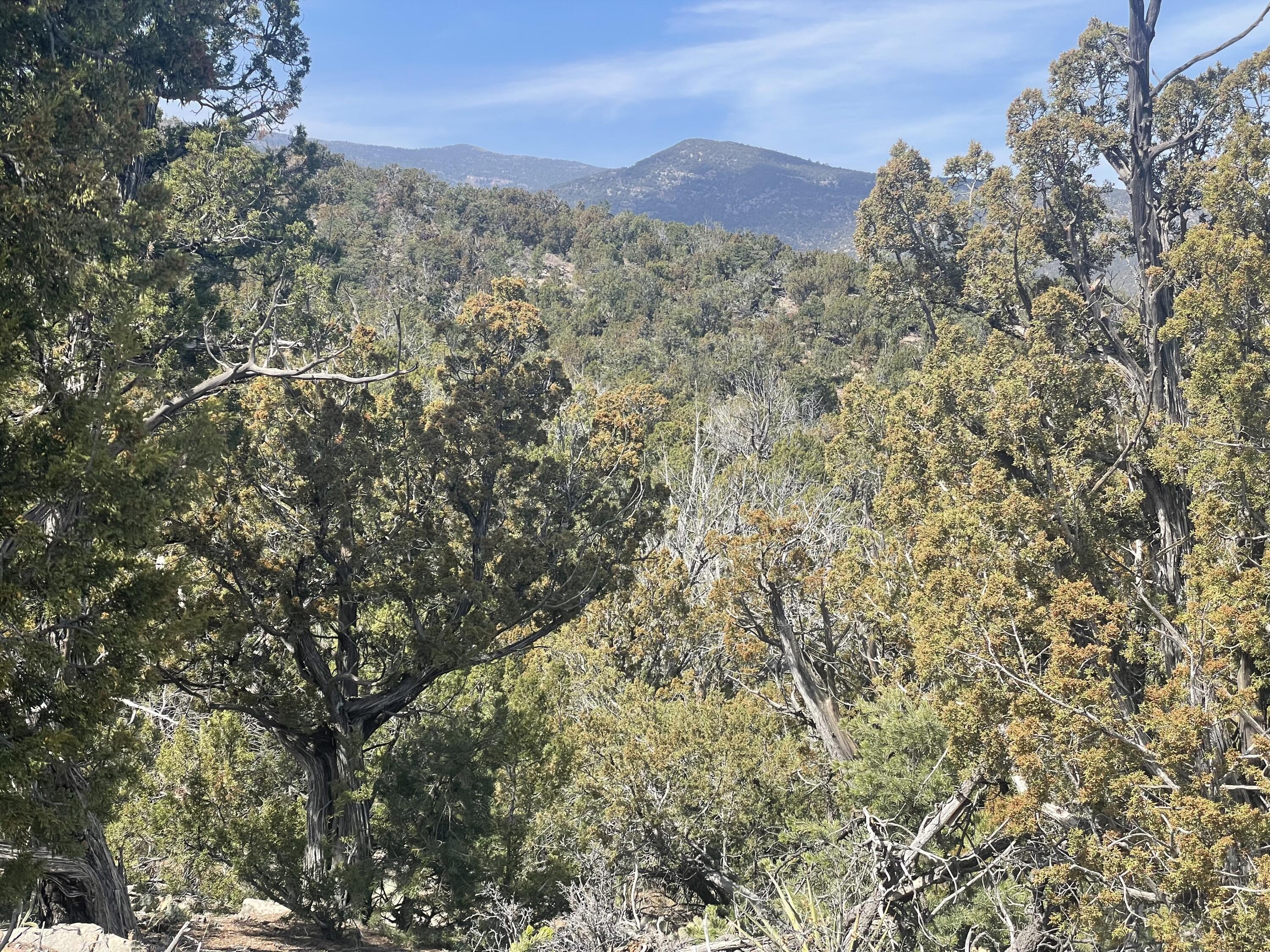 31 Canon Escondido, Sandia Park, New Mexico image 12