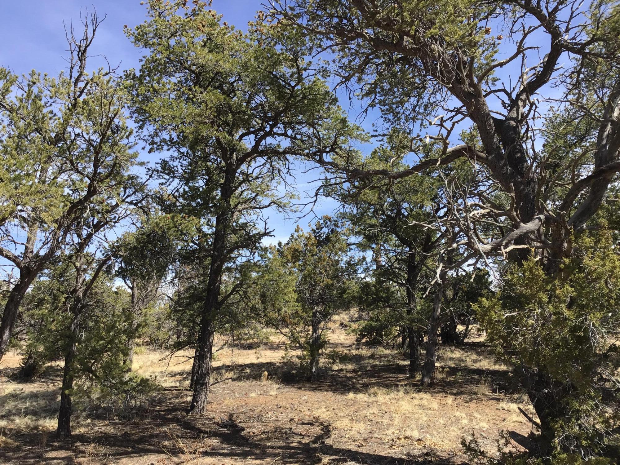 Lot 204 Meadow Drive, Ramah, New Mexico image 10