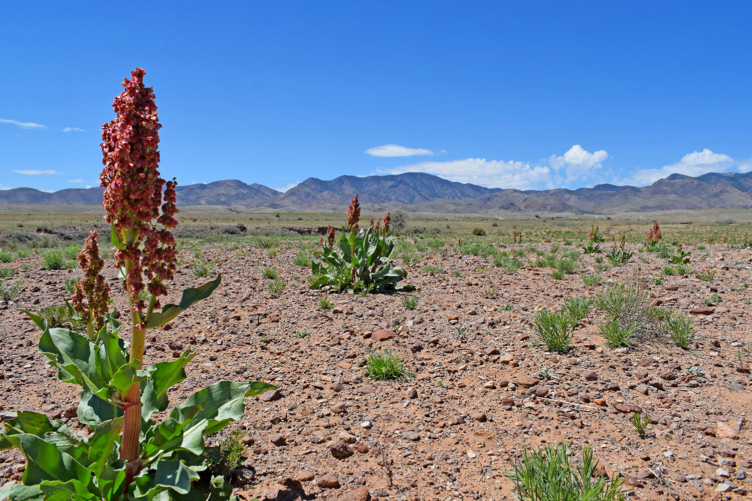 Lot 141 Desert Highlands Road, San Antonio, New Mexico image 15