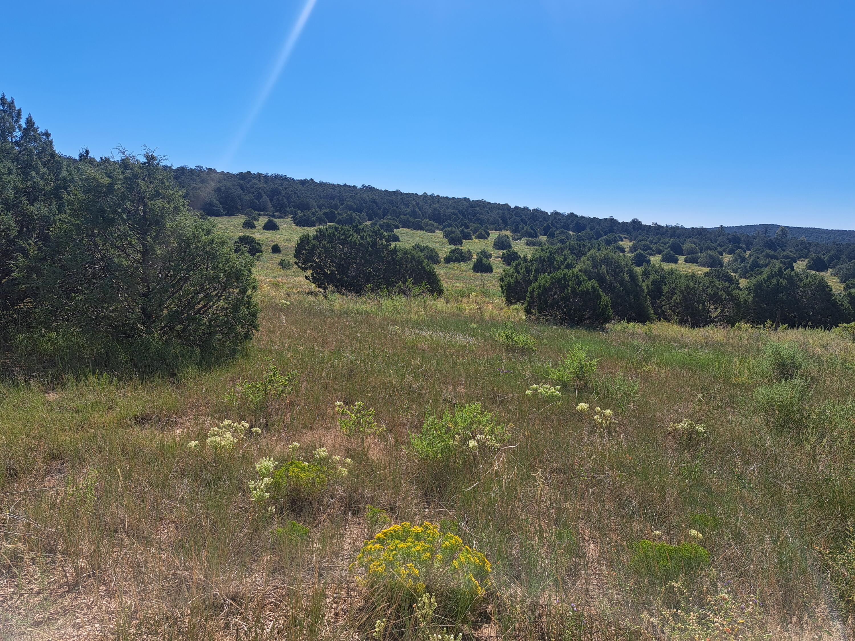 00 Upper Juan Tomas Road, Tijeras, New Mexico image 4