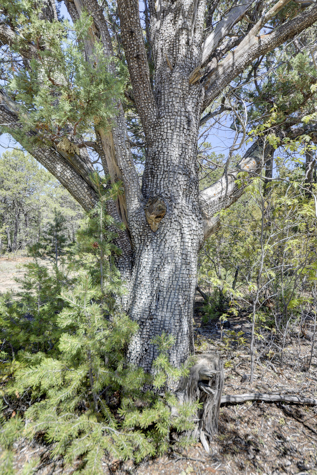 24 Buckboard Road, Tijeras, New Mexico image 31
