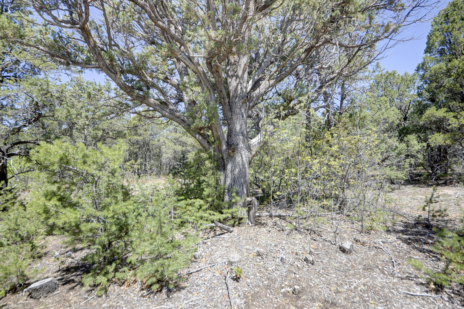24 Buckboard Road, Tijeras, New Mexico image 30