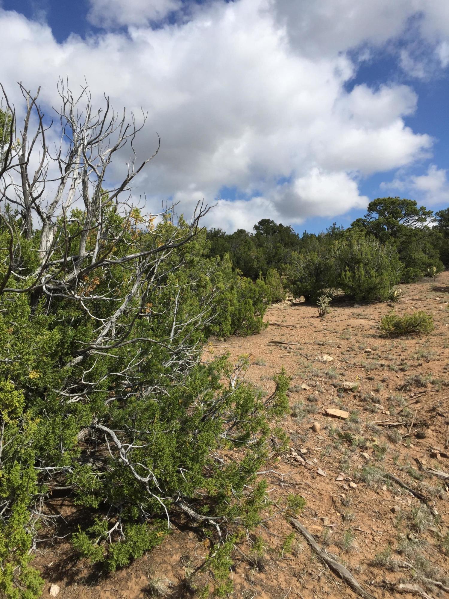 84 Rain Dance Road, Sandia Park, New Mexico image 4