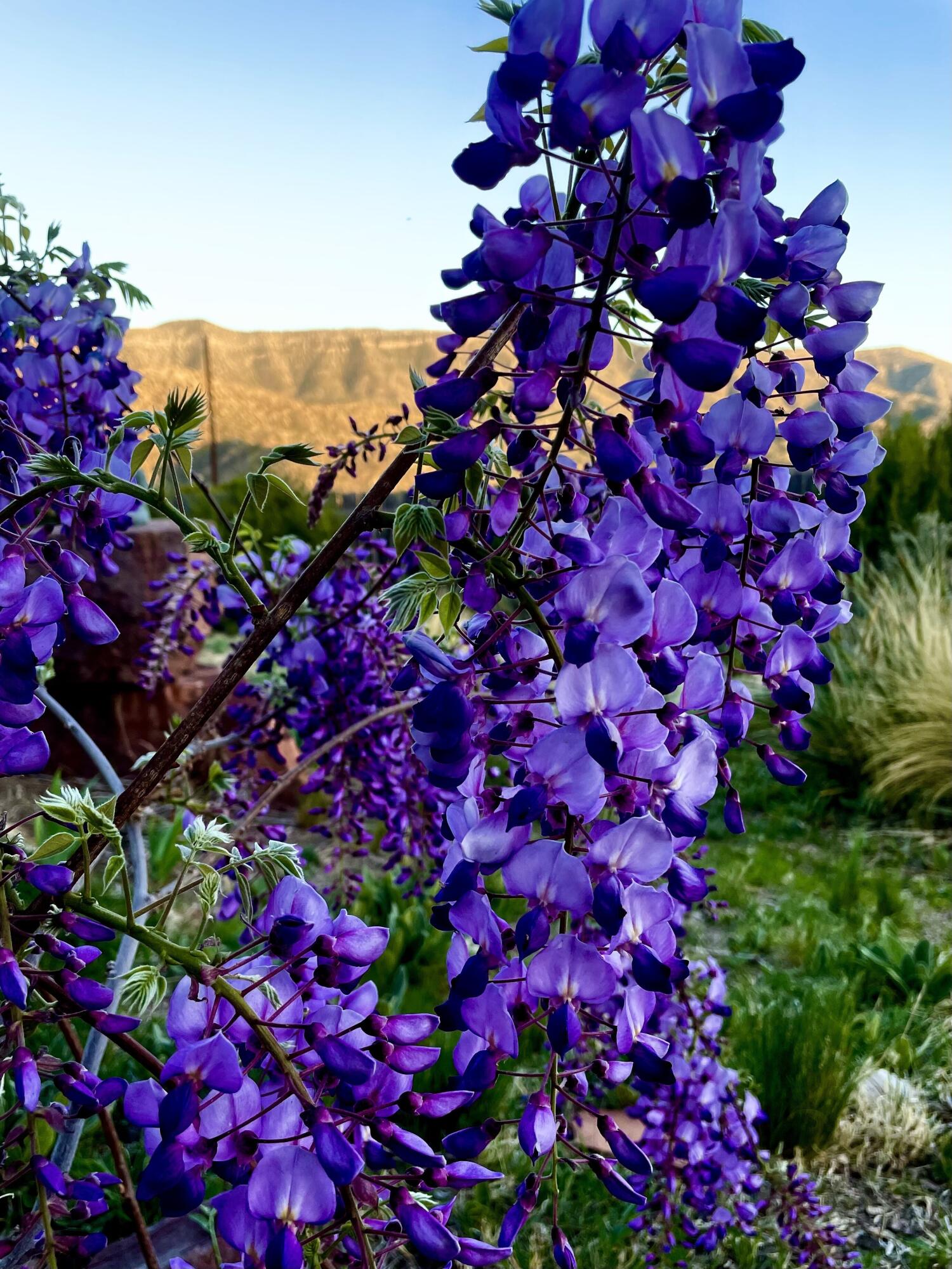 24 Matisse Road, Albuquerque, New Mexico image 10