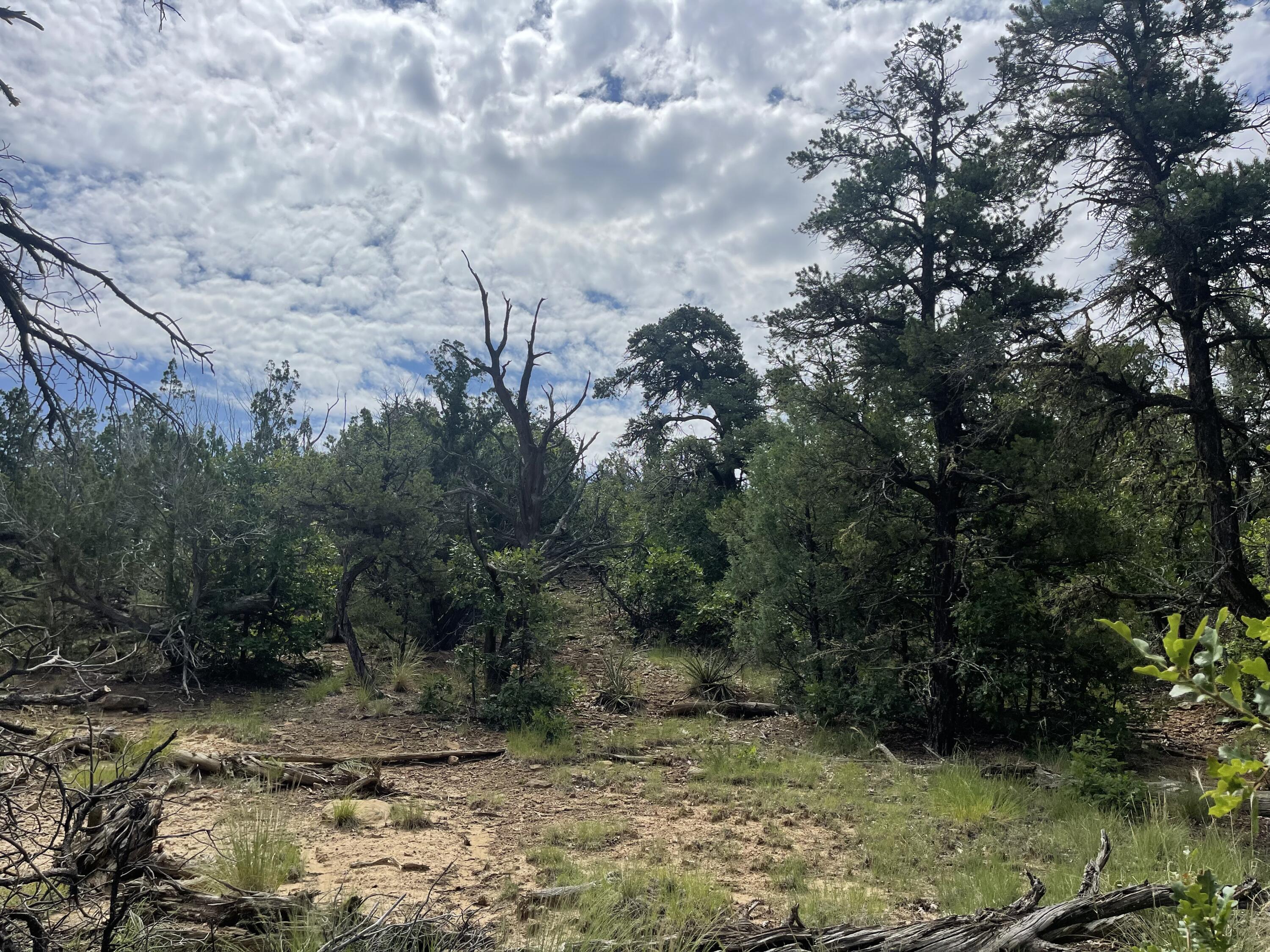 Lot 48 Ridge Road, Ramah, New Mexico image 11