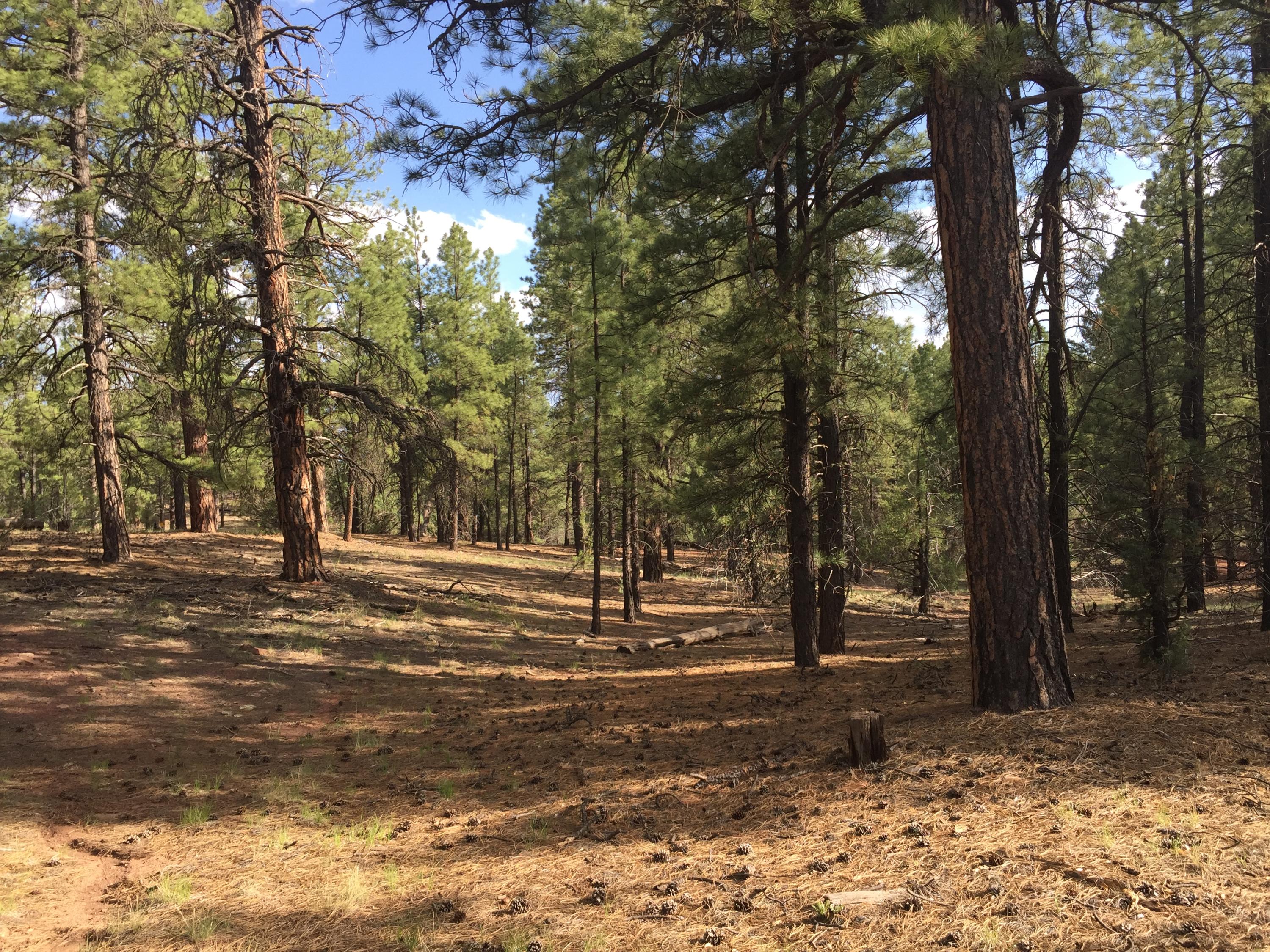 Forest Road 157, Ramah, New Mexico image 32