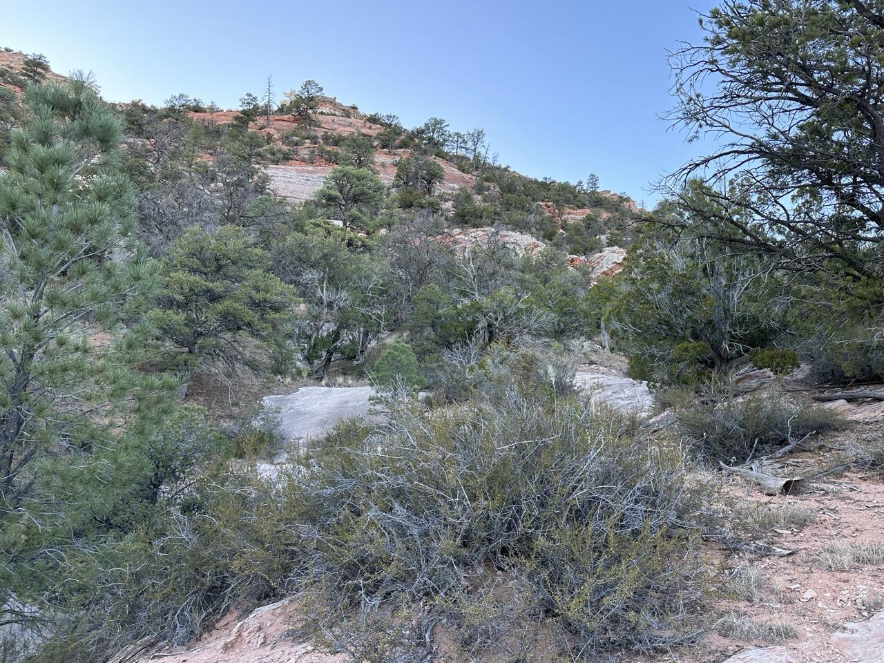 Lot 5-A Box S Ranch Road, Ramah, New Mexico image 4