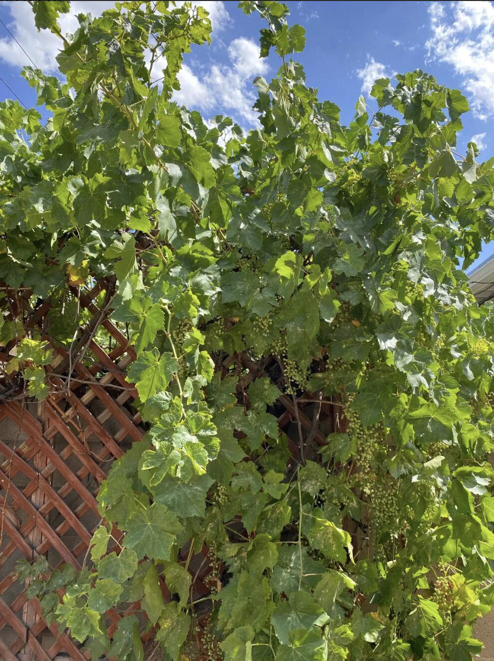 2834 Palomas Drive, Albuquerque, New Mexico image 27