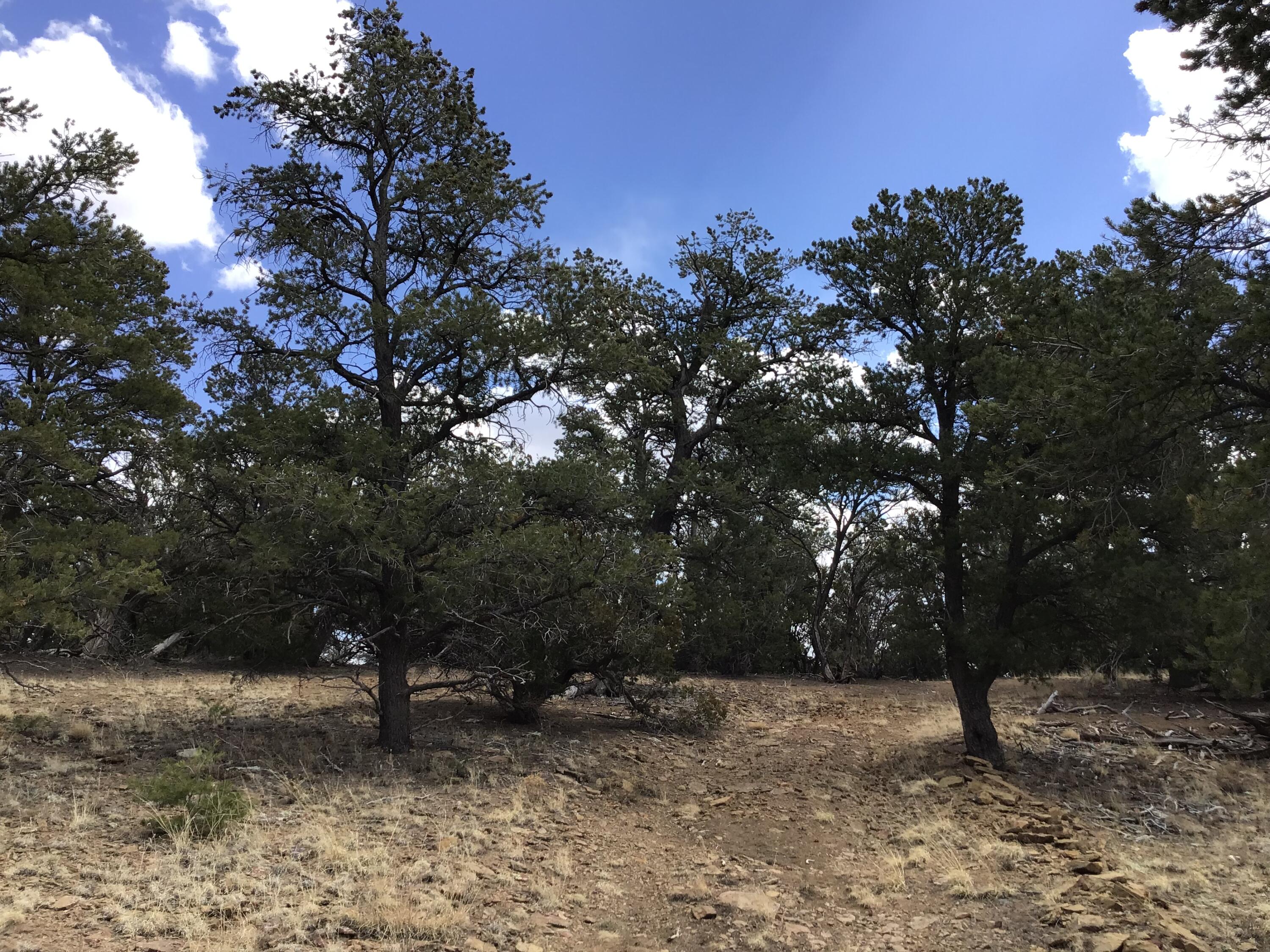 Lot 17 Candy Kitchen Road, Ramah, New Mexico image 36