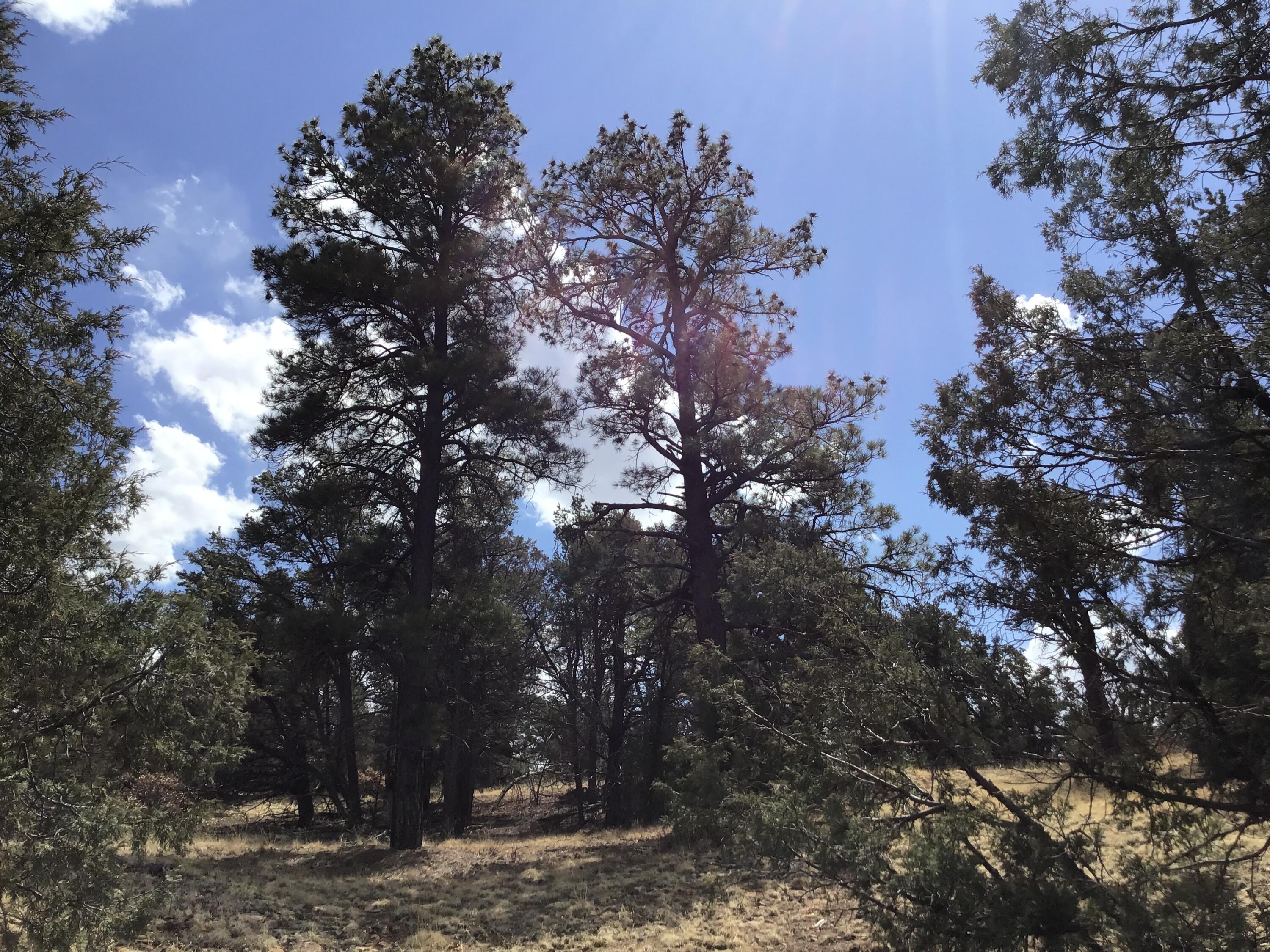 Lot 17 Candy Kitchen Road, Ramah, New Mexico image 12