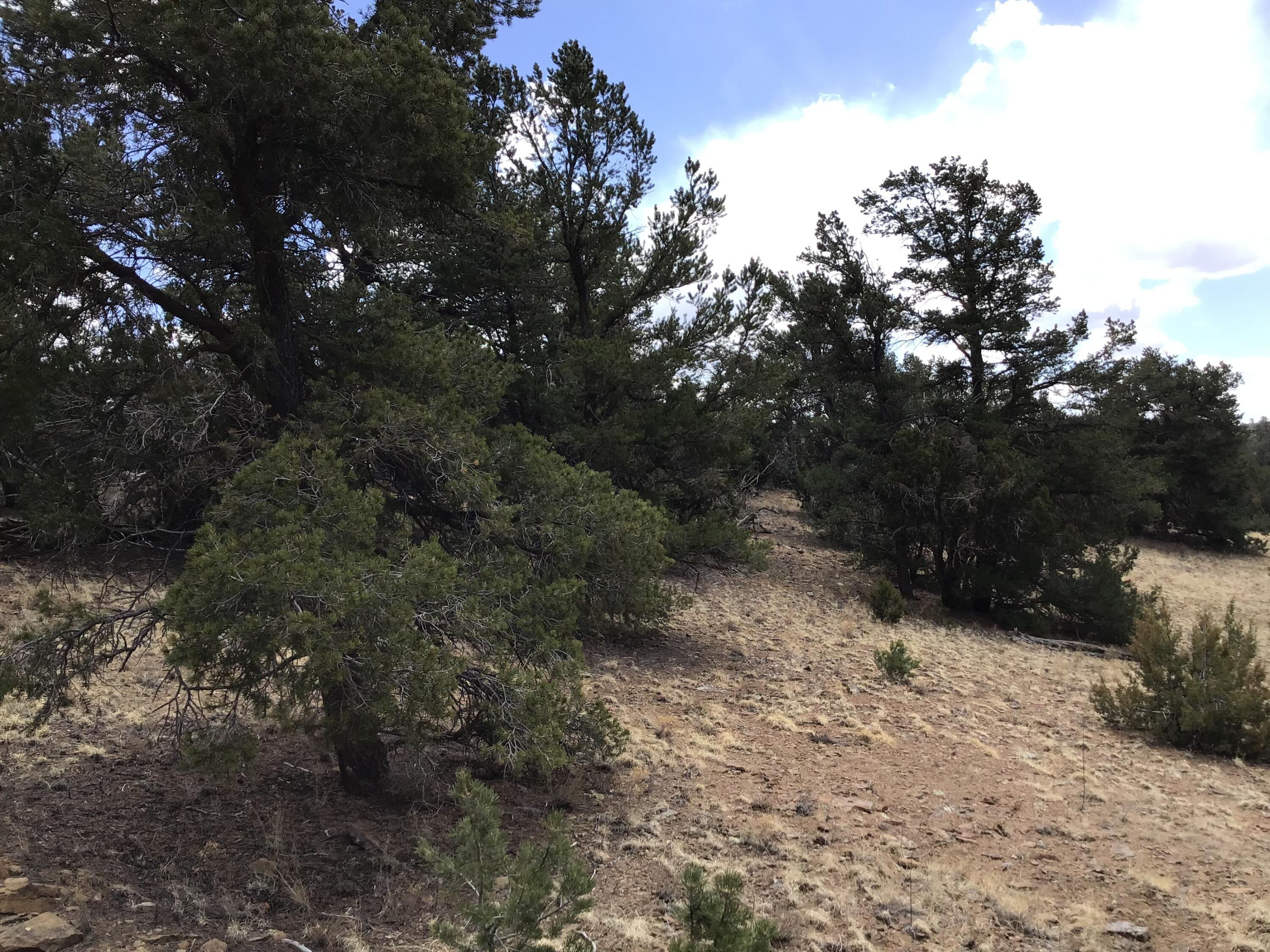 Lot 17 Candy Kitchen Road, Ramah, New Mexico image 37