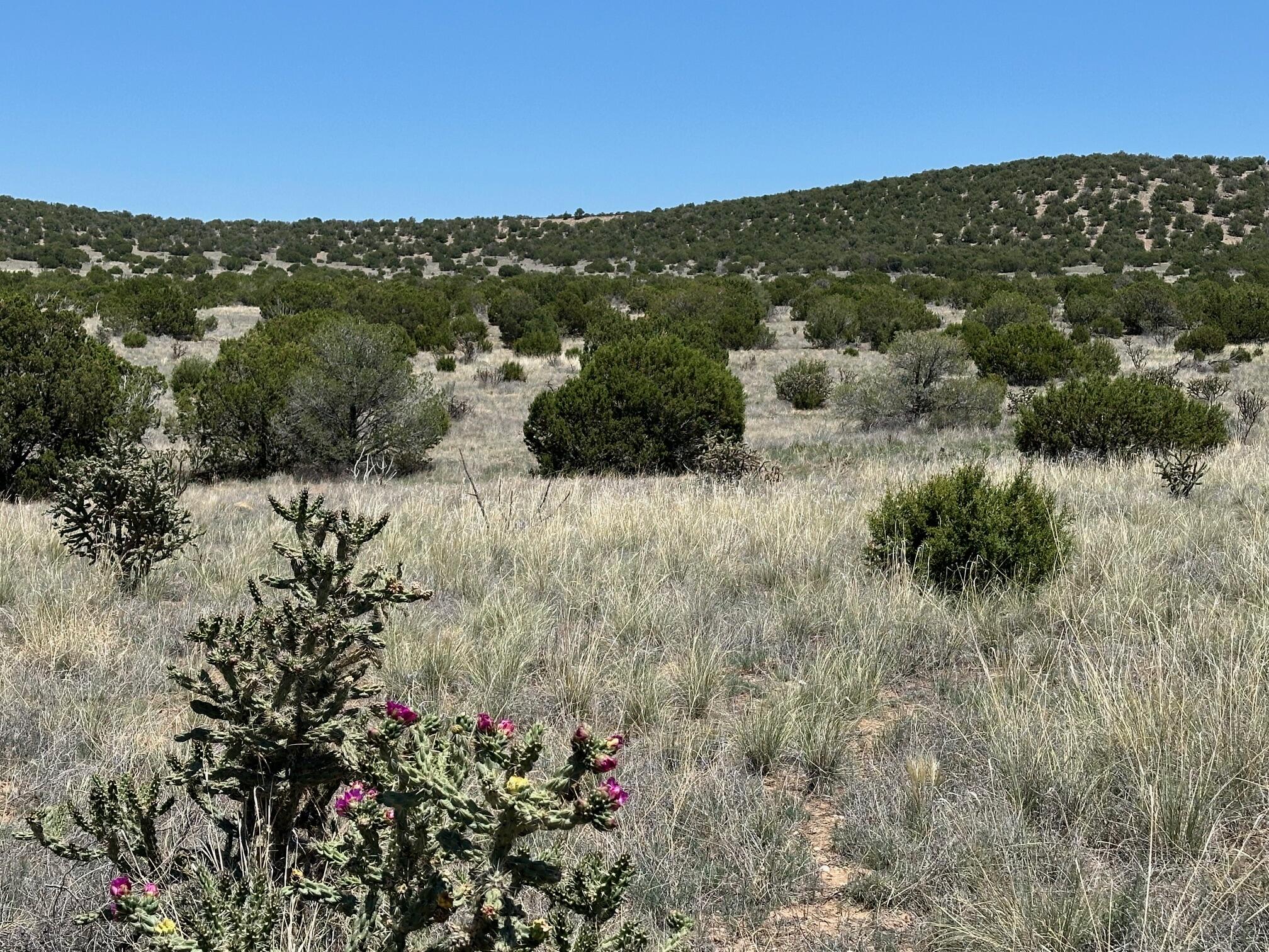 29 Via Entrada, Sandia Park, New Mexico image 18