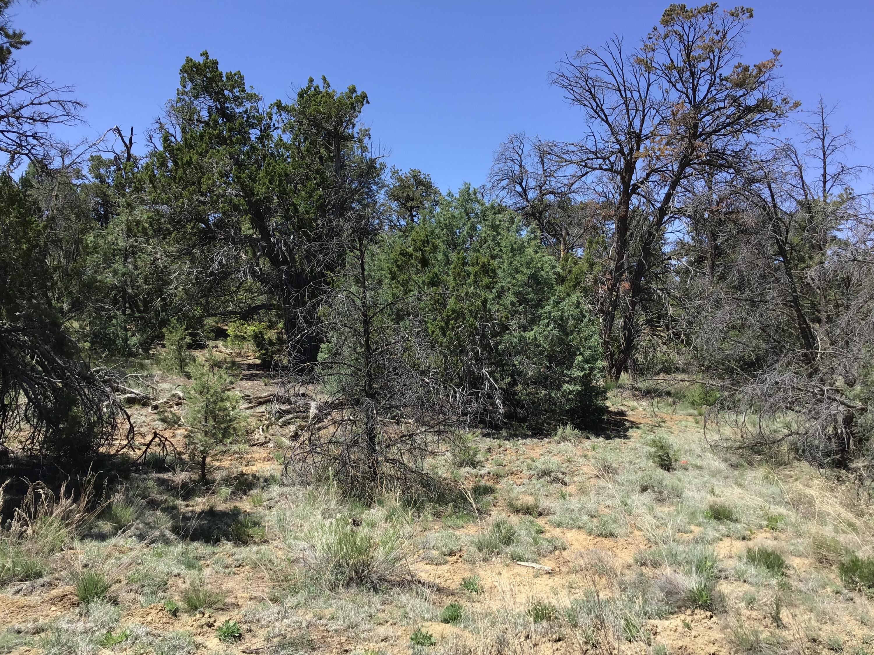 Lot 2 Ridge Road, Ramah, New Mexico image 36