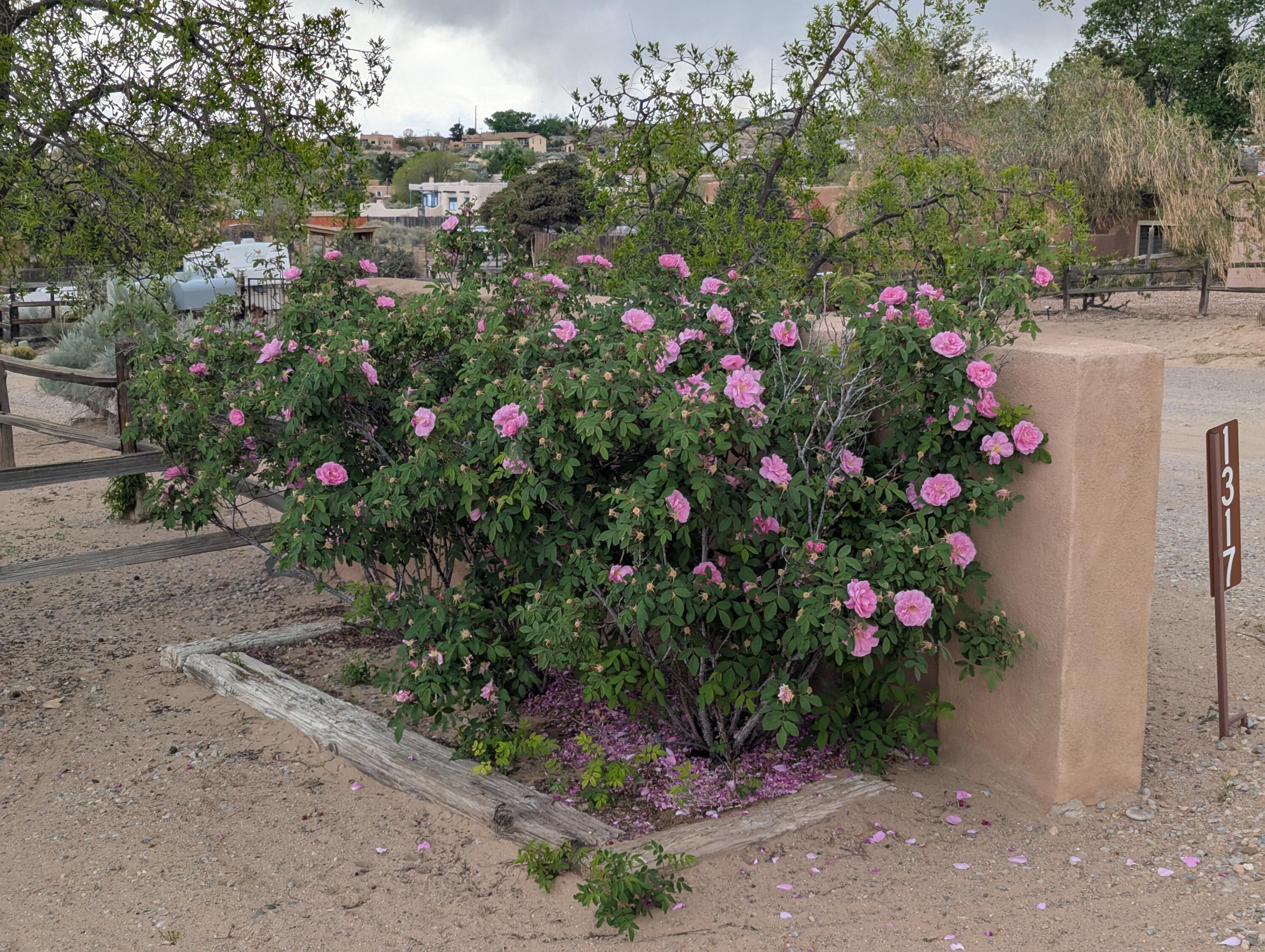 1317 W Meadowlark Lane, Corrales, New Mexico image 50