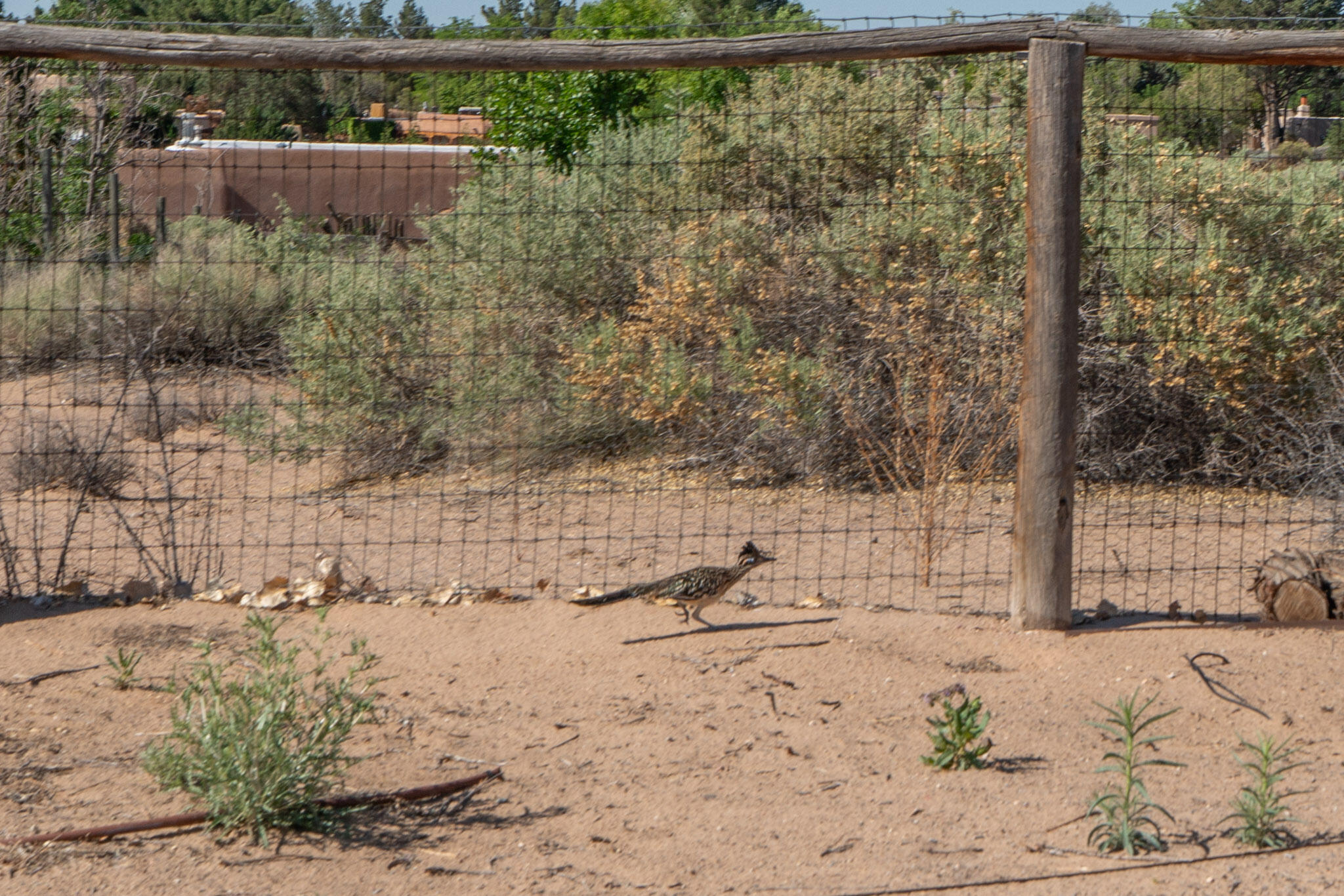 1317 W Meadowlark Lane, Corrales, New Mexico image 46