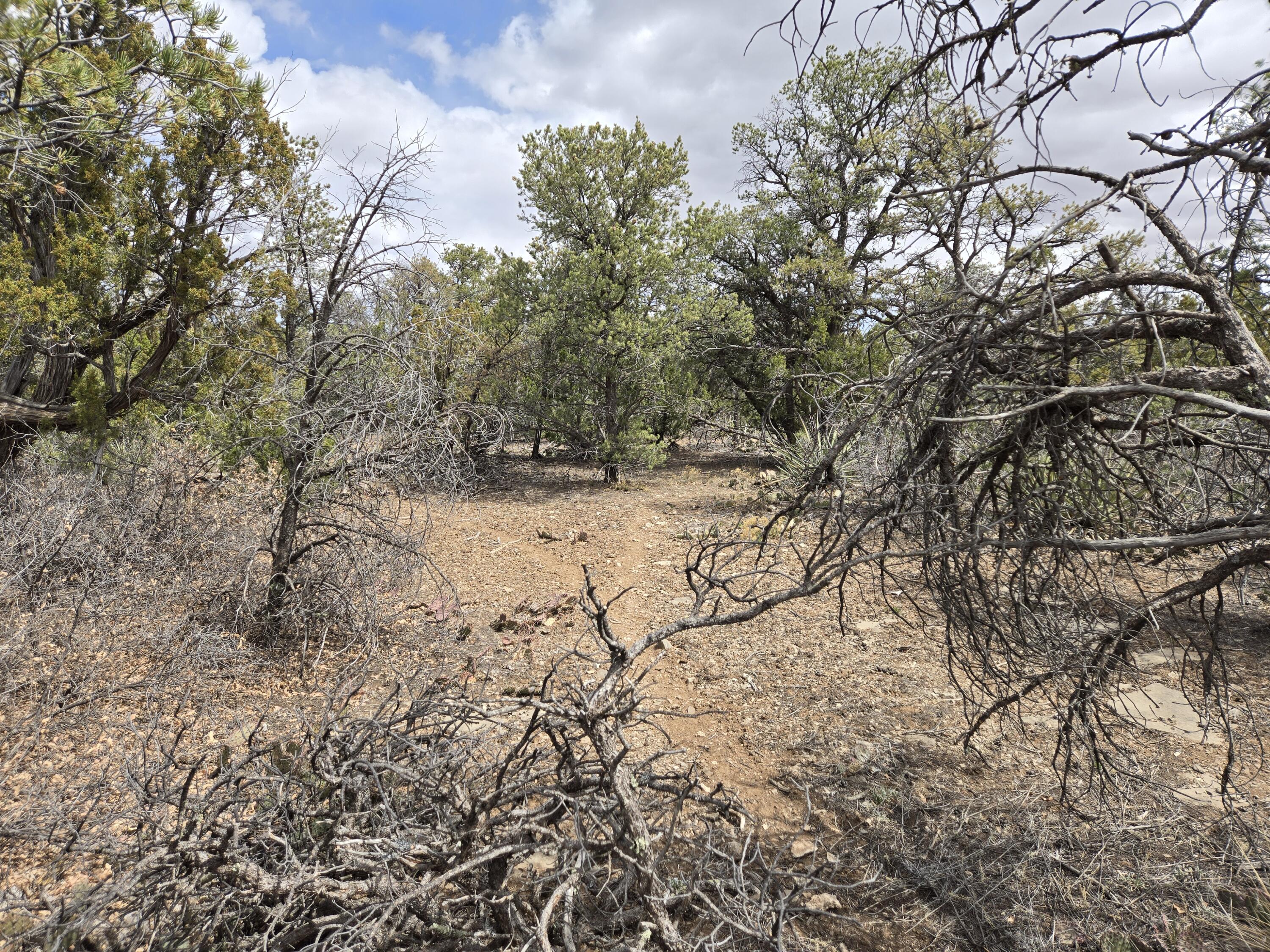 Bedrock Lane, Edgewood, New Mexico image 17