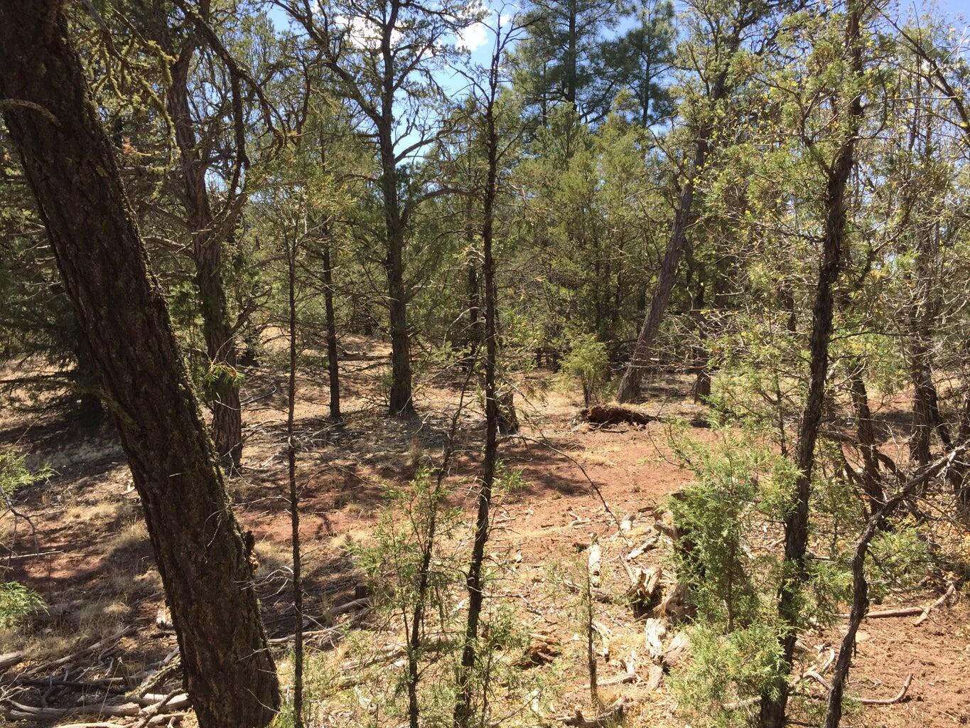 Lots 1-2 Timberlake Road, Ramah, New Mexico image 29