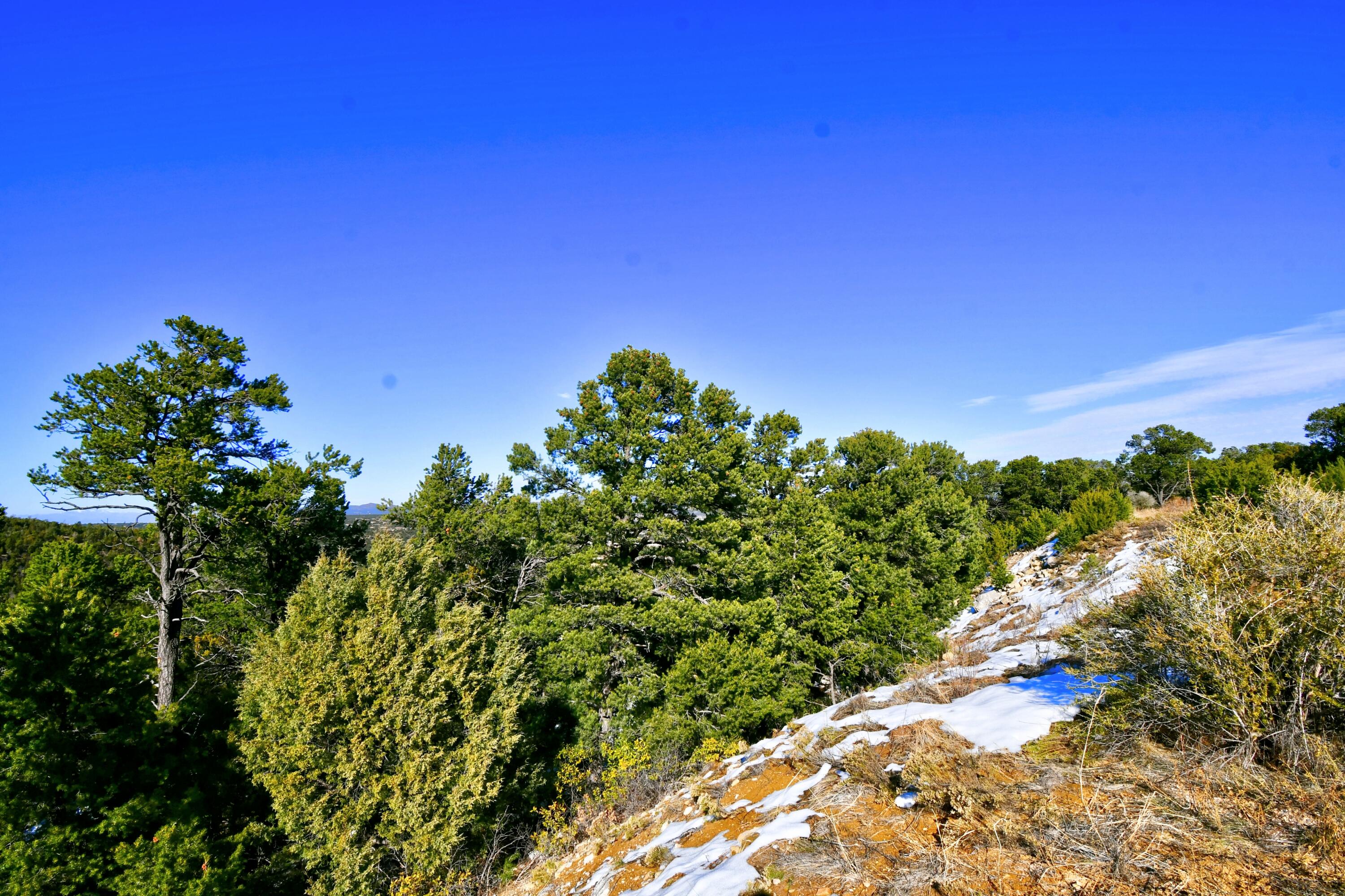 217 Via Sedillo Road, Tijeras, New Mexico image 14