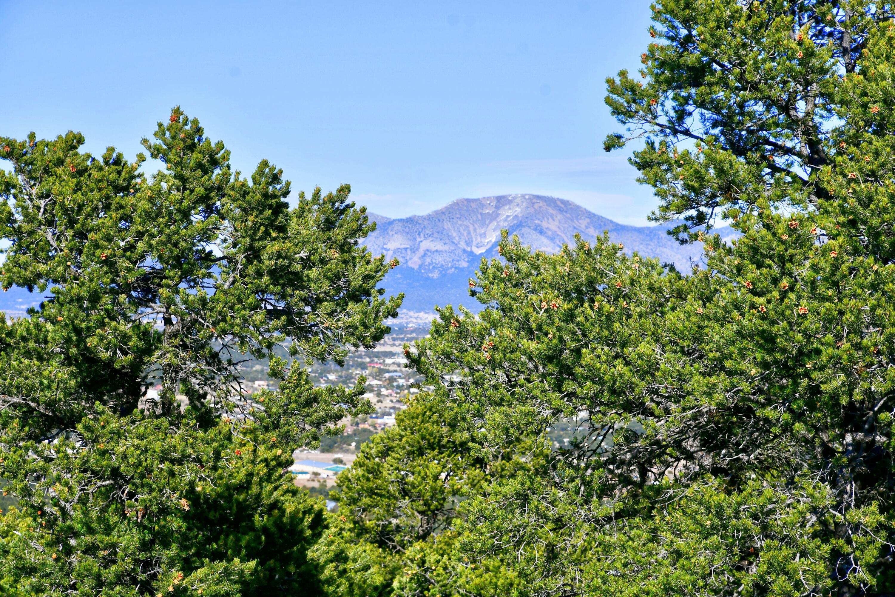 217 Via Sedillo Road, Tijeras, New Mexico image 18