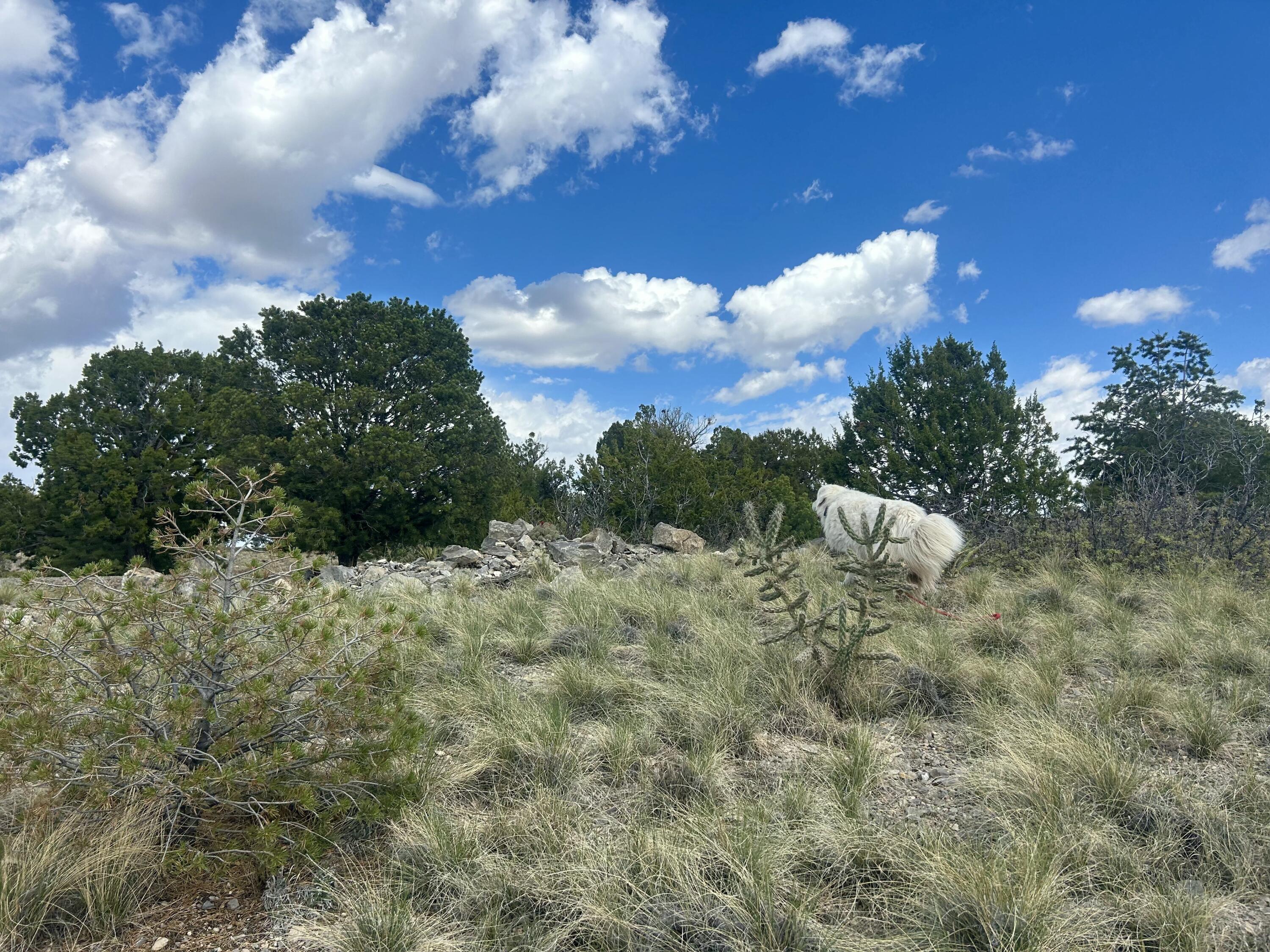 36 Prado Vista Vis, Sandia Park, New Mexico image 13