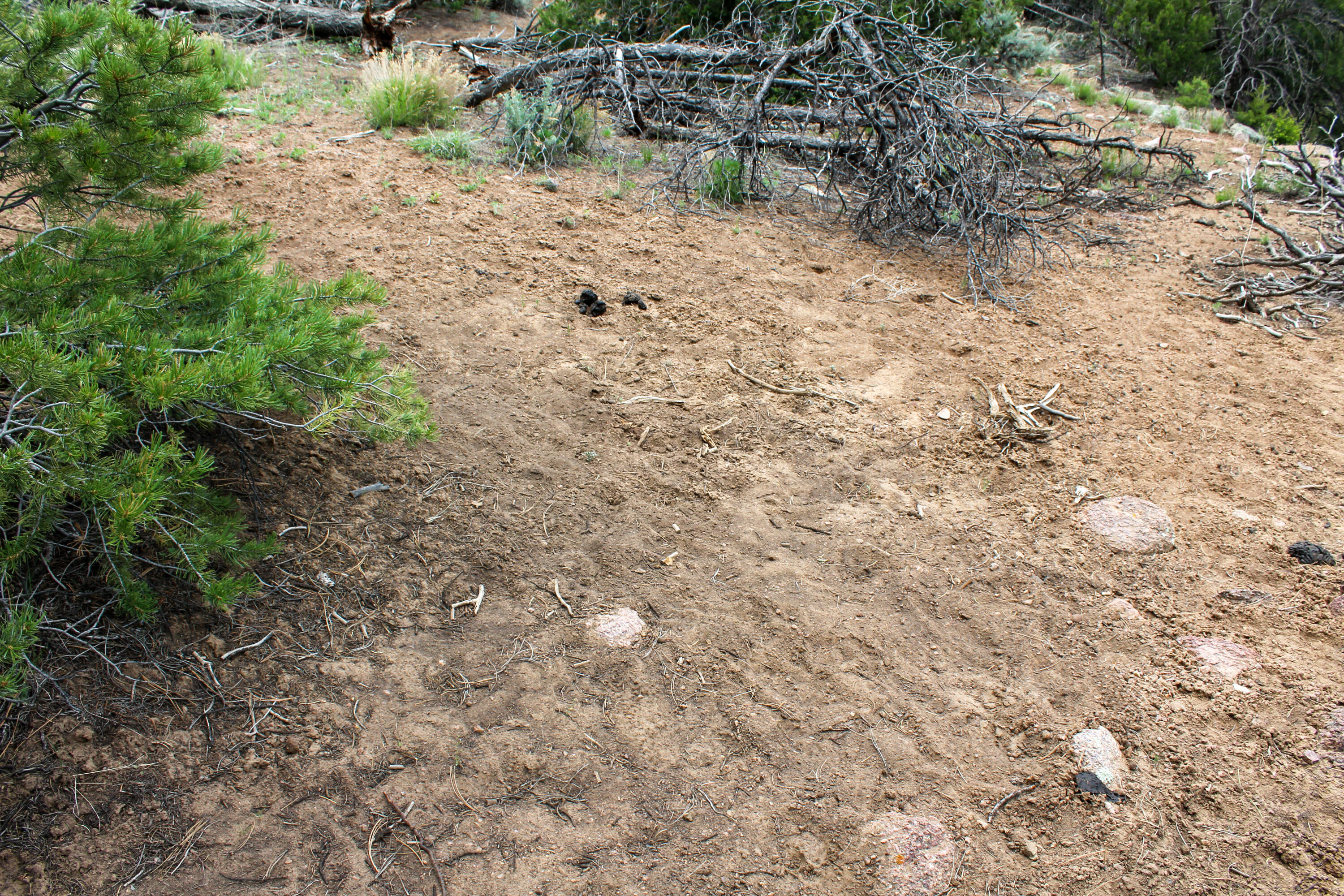 Tbd 200 Vallecitos Road Road, Cuba, New Mexico image 43