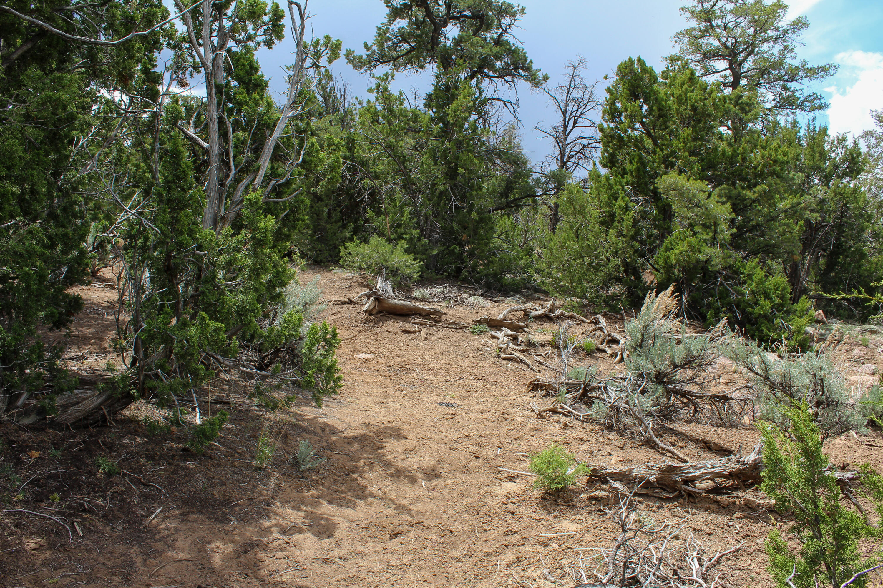 Tbd 200 Vallecitos Road Road, Cuba, New Mexico image 46