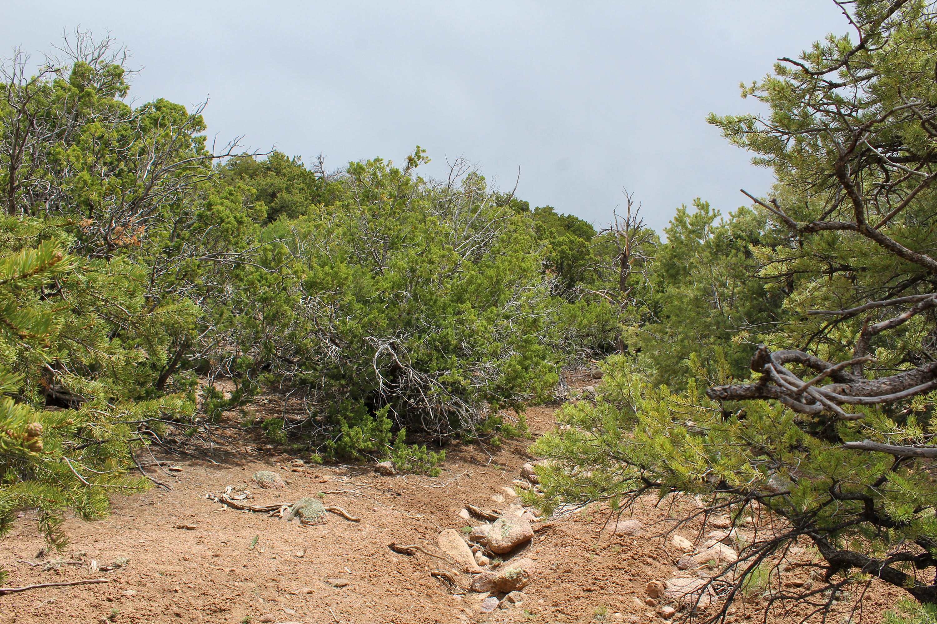 Tbd 200 Vallecitos Road Road, Cuba, New Mexico image 44