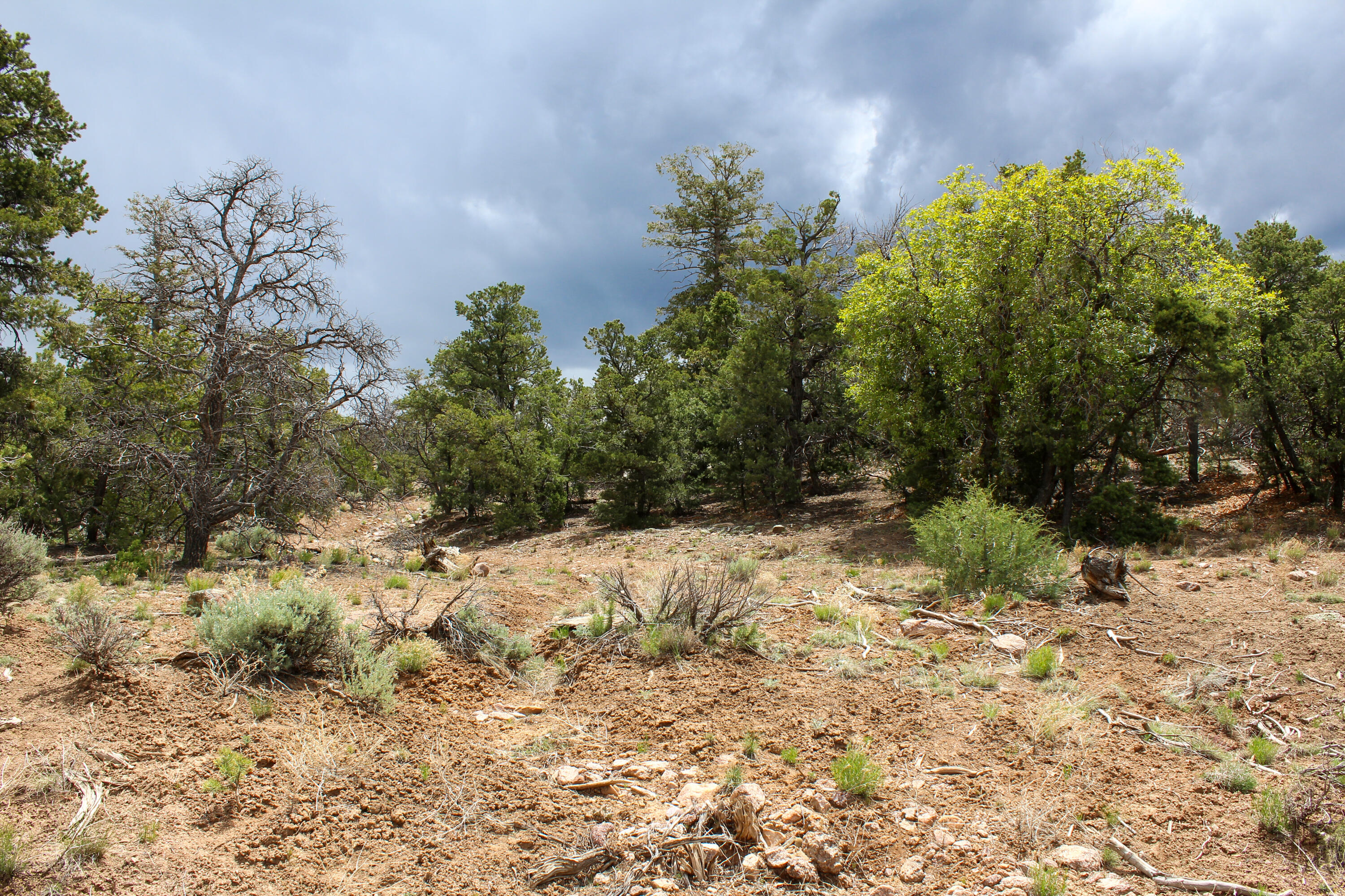 Tbd 200 Vallecitos Road Road, Cuba, New Mexico image 48