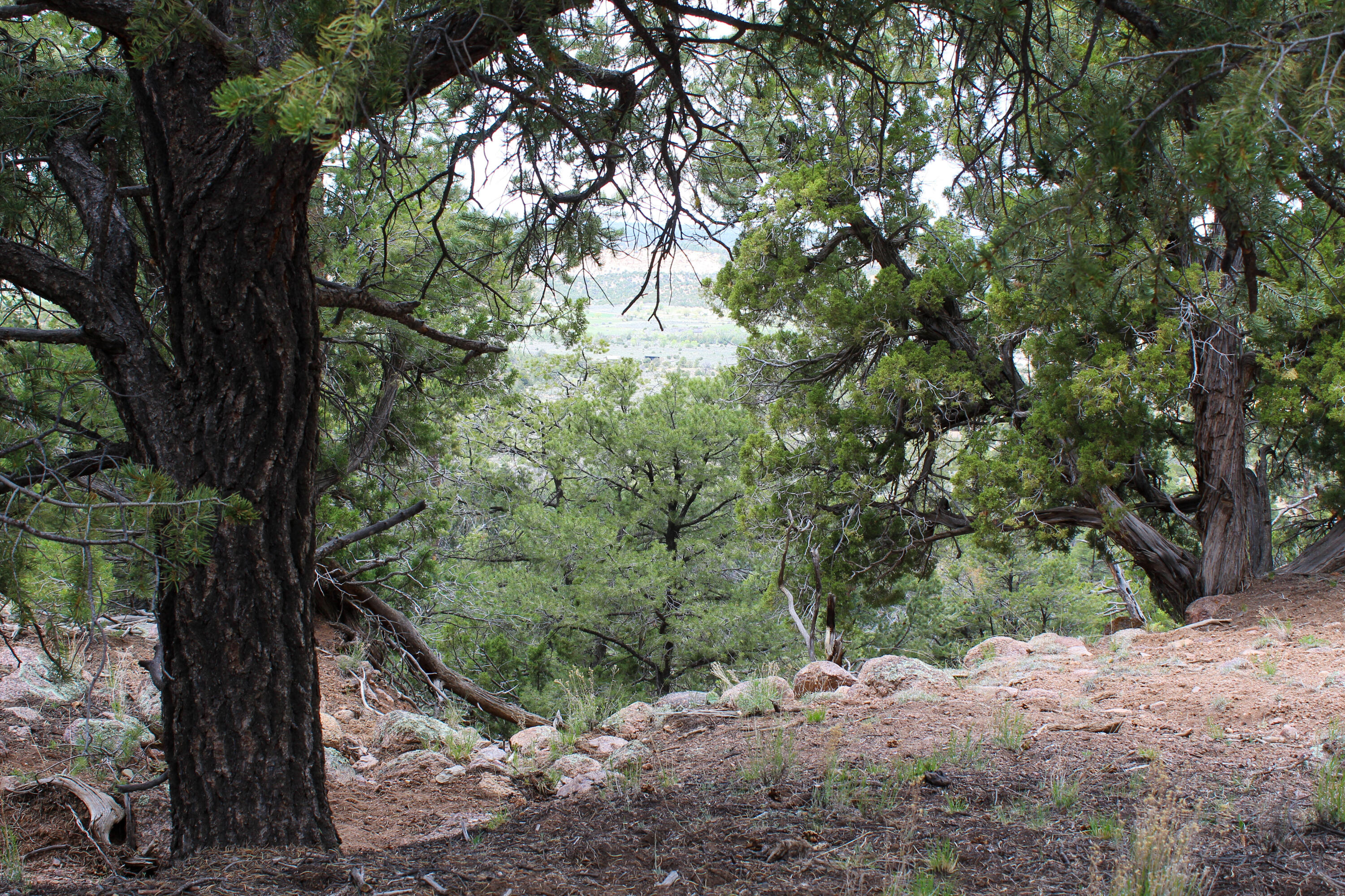 Tbd 200 Vallecitos Road Road, Cuba, New Mexico image 42