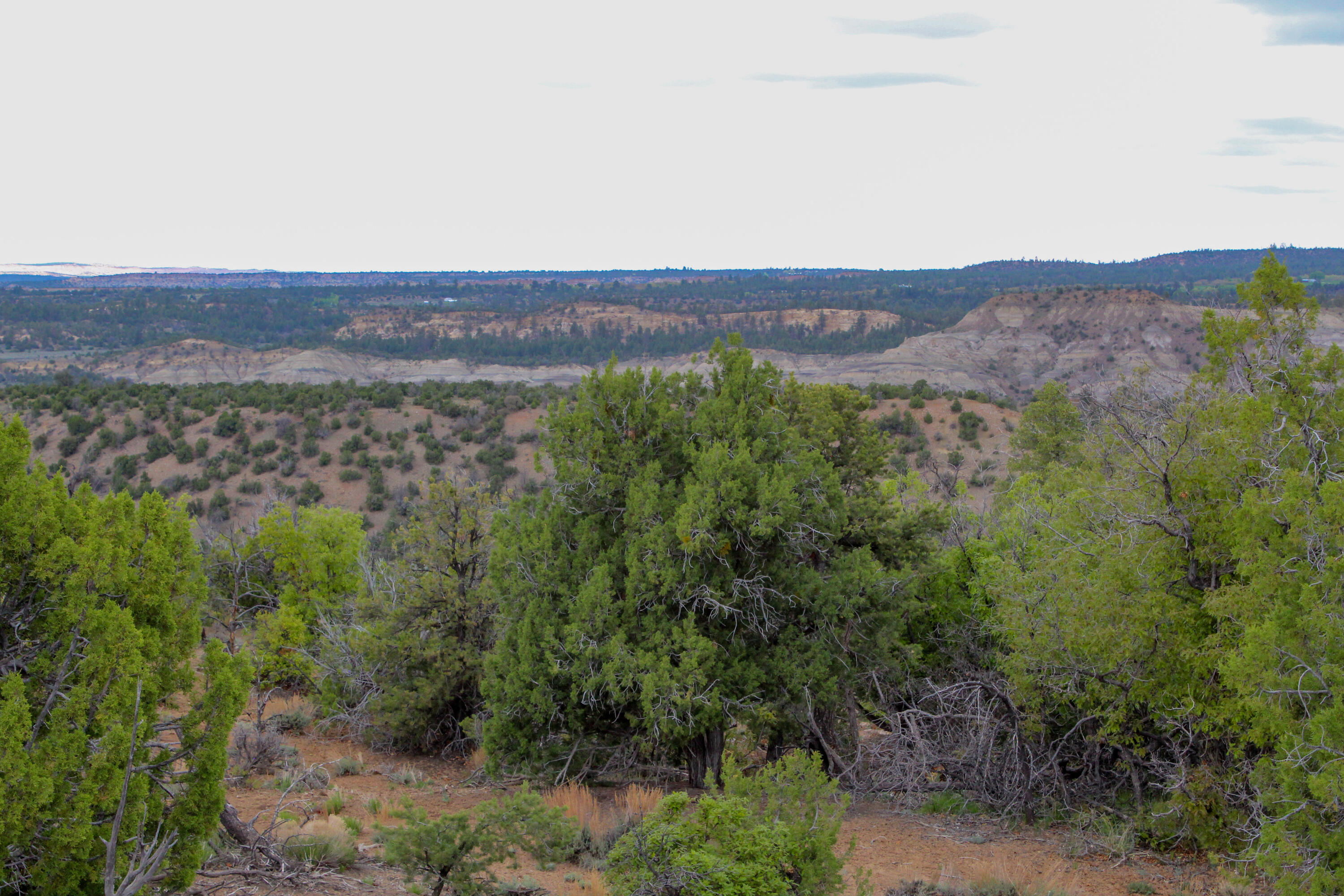 Tbd 200 Vallecitos Road Road, Cuba, New Mexico image 19