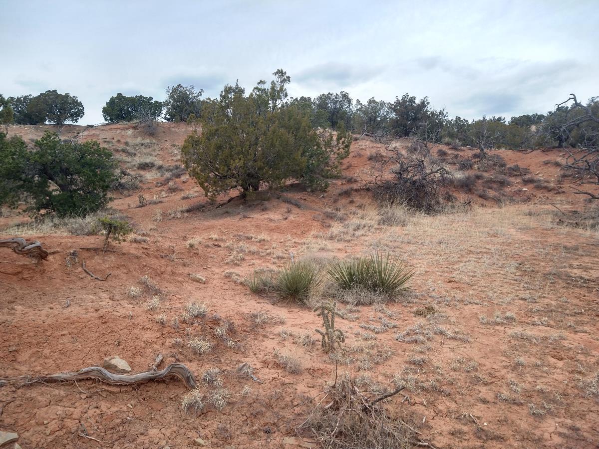 Tract 2 Bridle Path Loop, Mountainair, New Mexico image 12