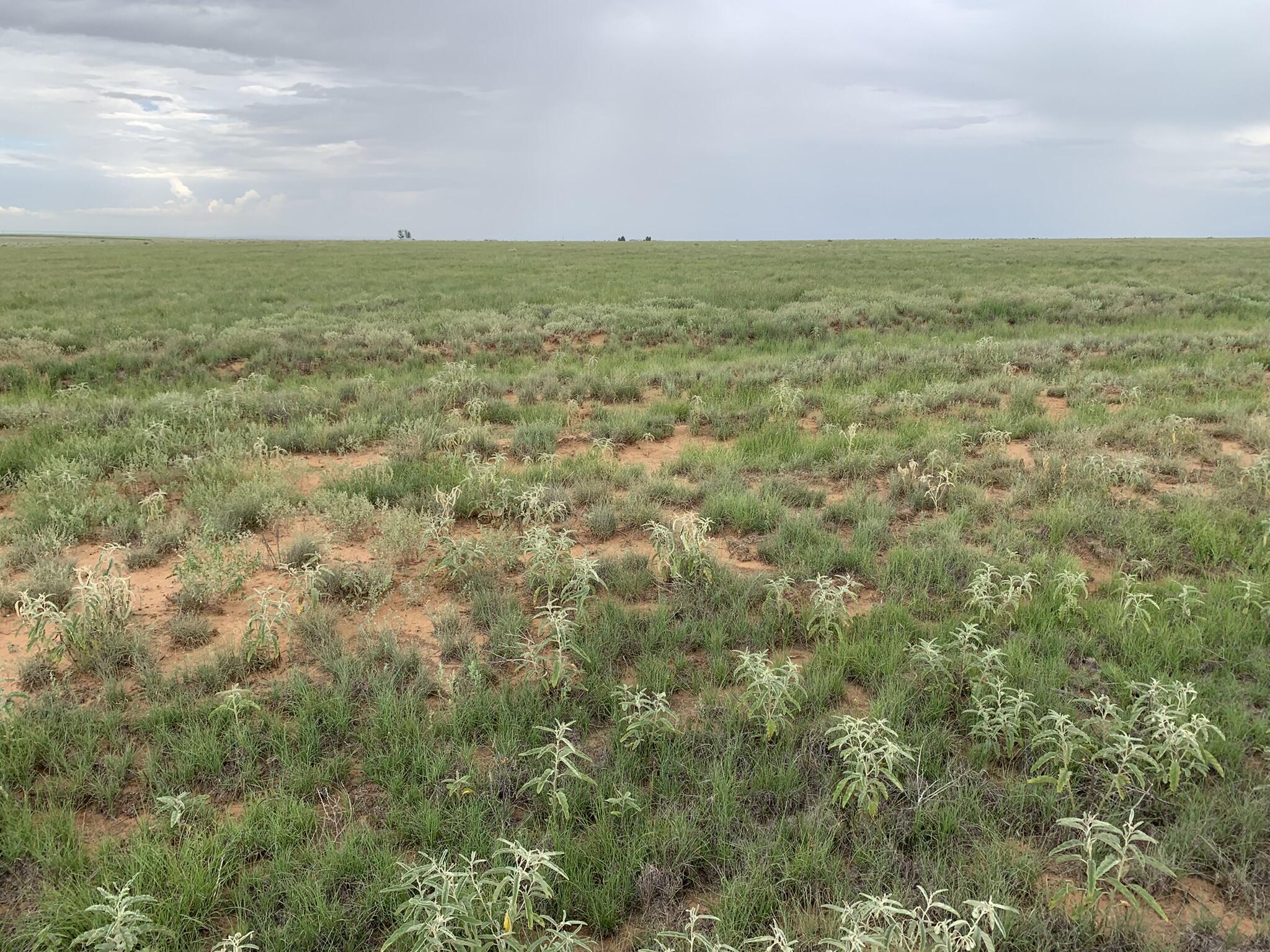 Bluegrass Road, Estancia, New Mexico image 4