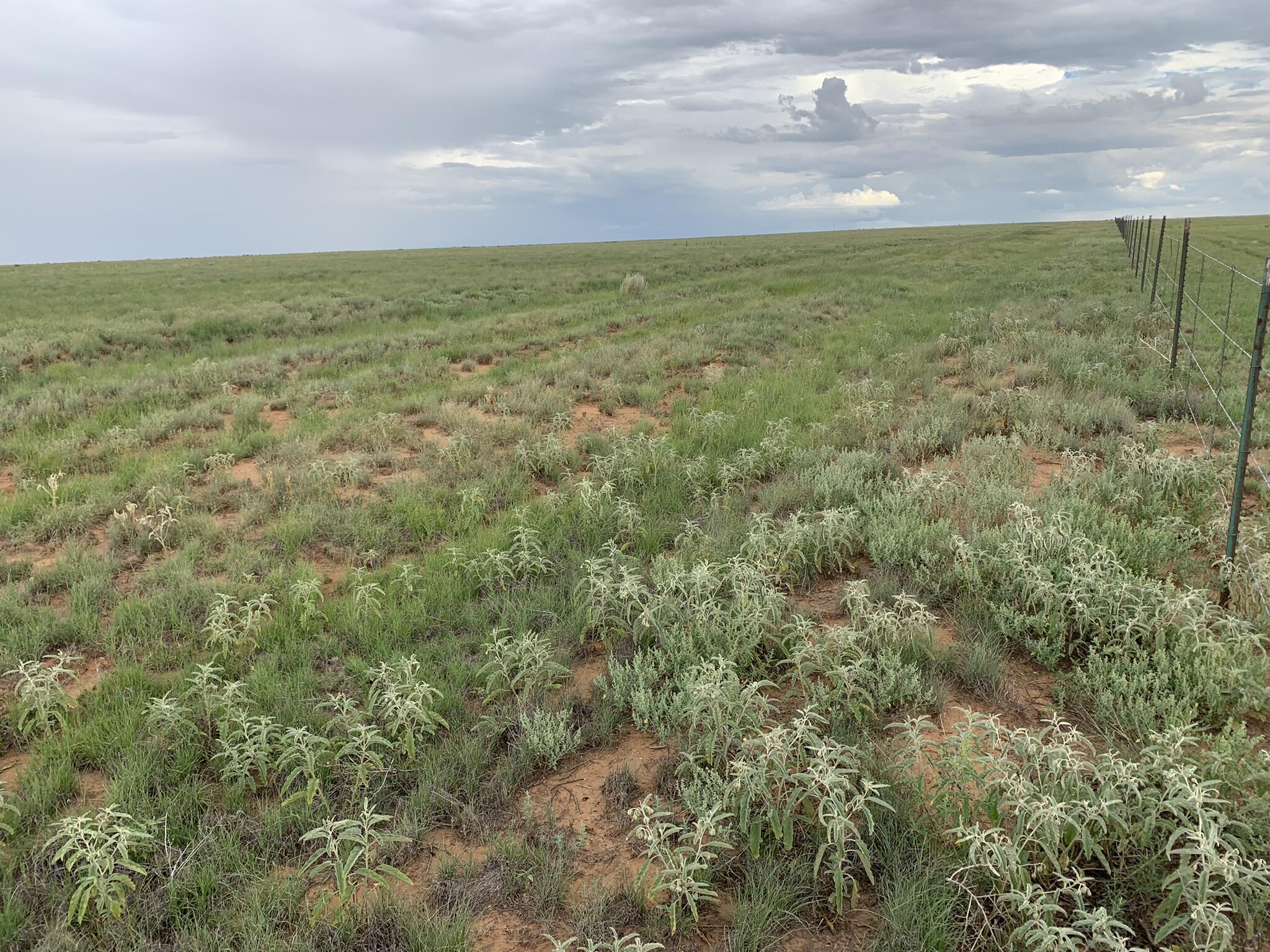 Bluegrass Road, Estancia, New Mexico image 5