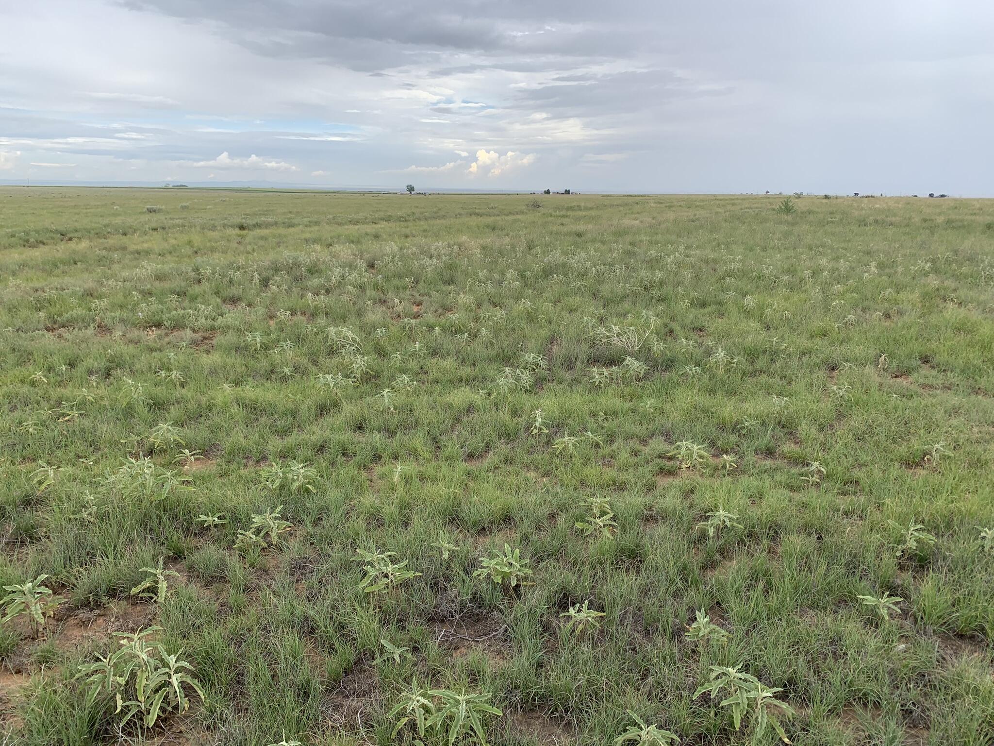 Bluegrass Road, Estancia, New Mexico image 1