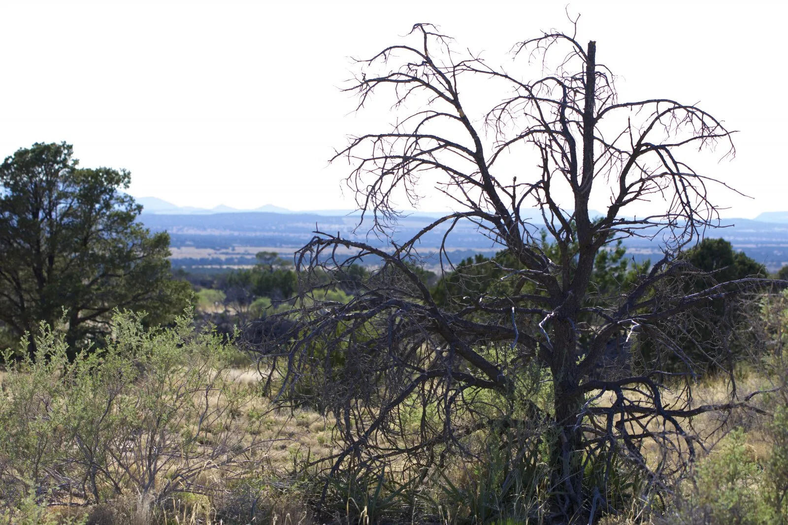 9 Caje Trail, Mountainair, New Mexico image 39