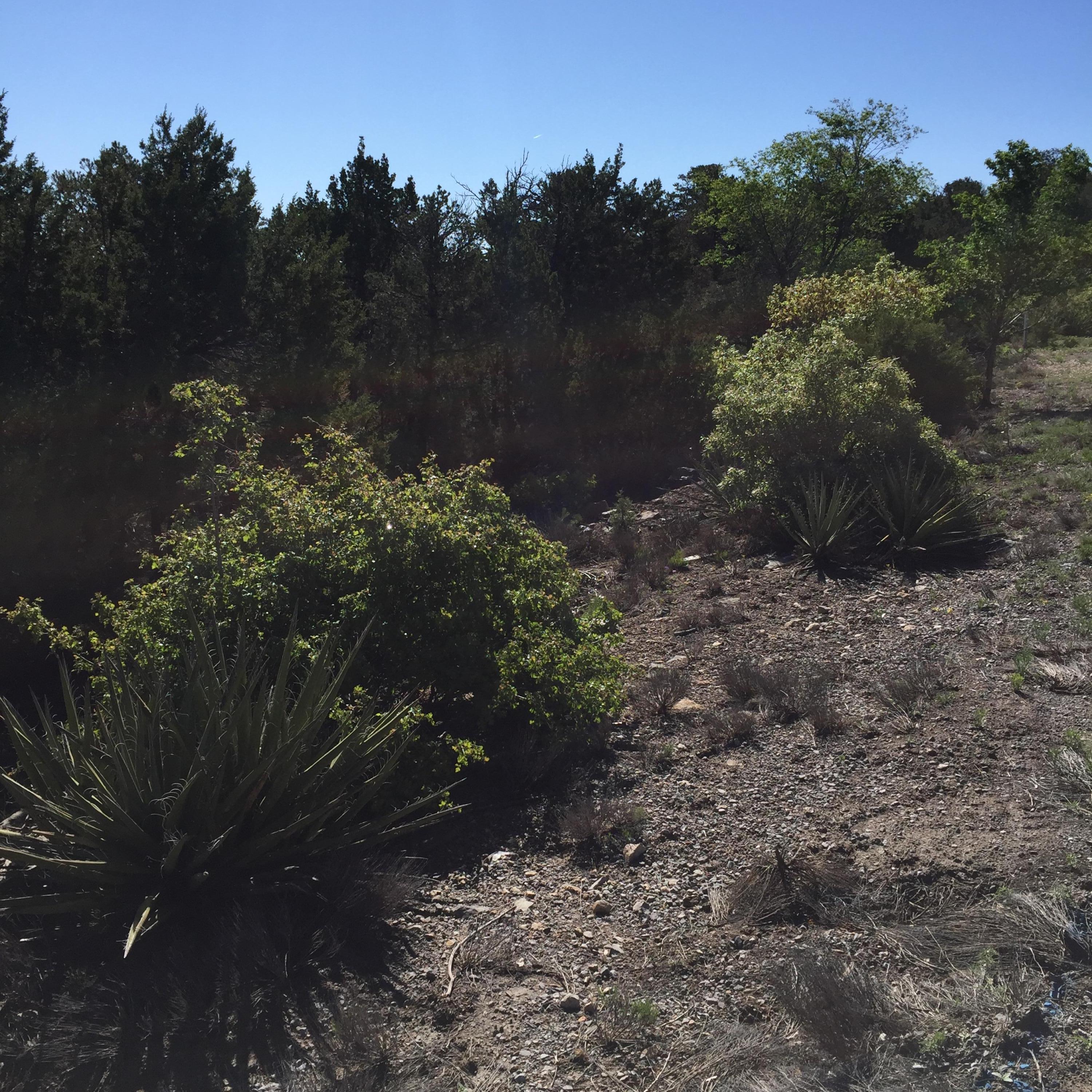 15 Las Nietas Court, Edgewood, New Mexico image 7