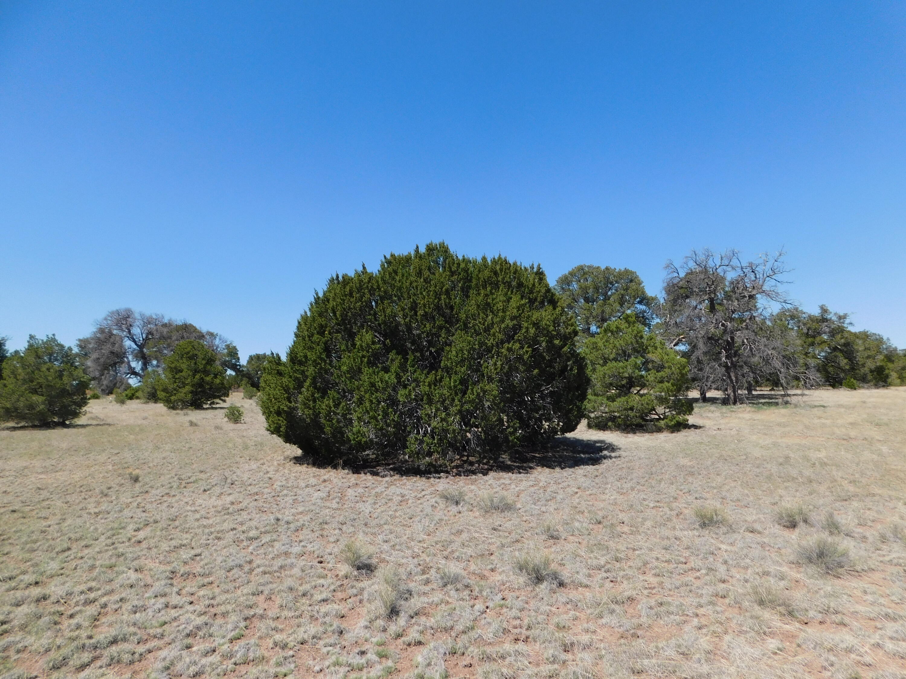 Lots 13 & N Coyote Trail, Quemado, New Mexico image 11