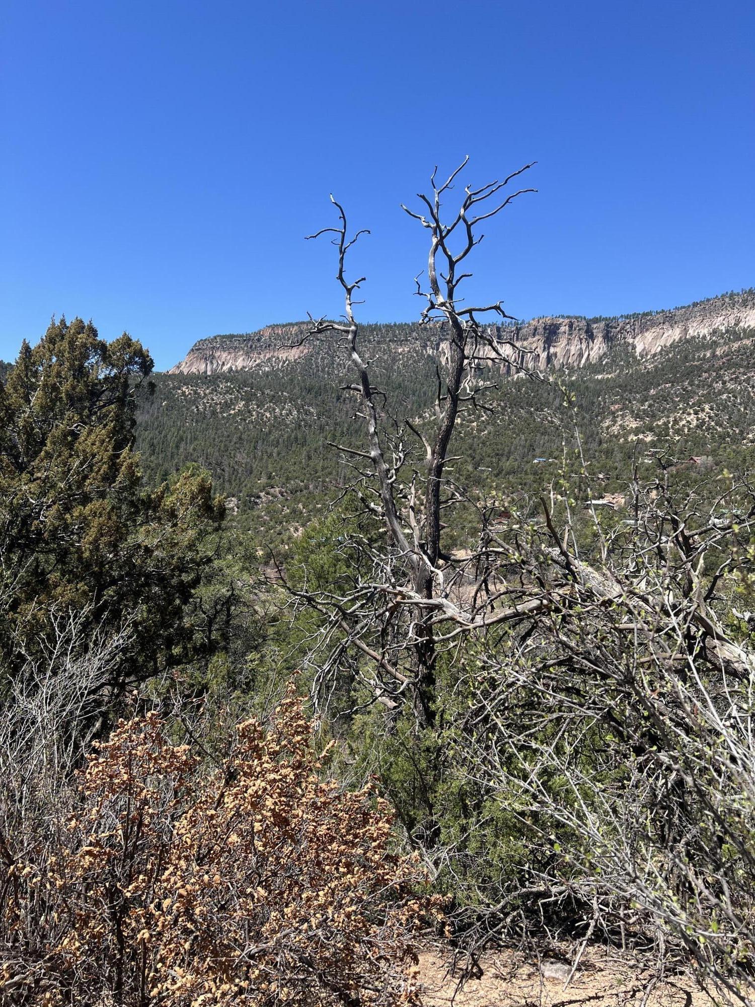1A1A Camino Penasco, Jemez Springs, New Mexico image 7