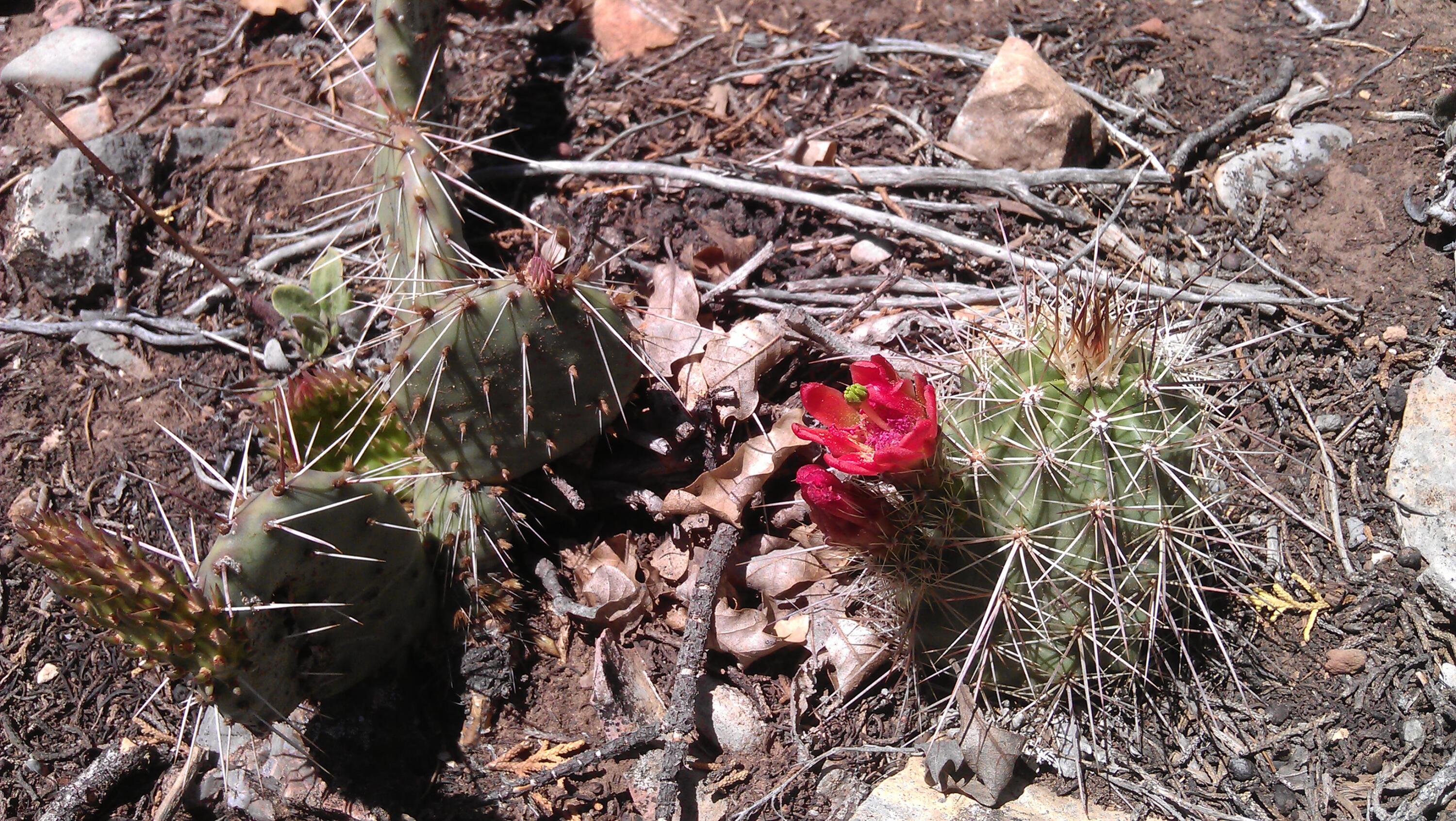 43 Canon Escondido Place, Sandia Park, New Mexico image 12