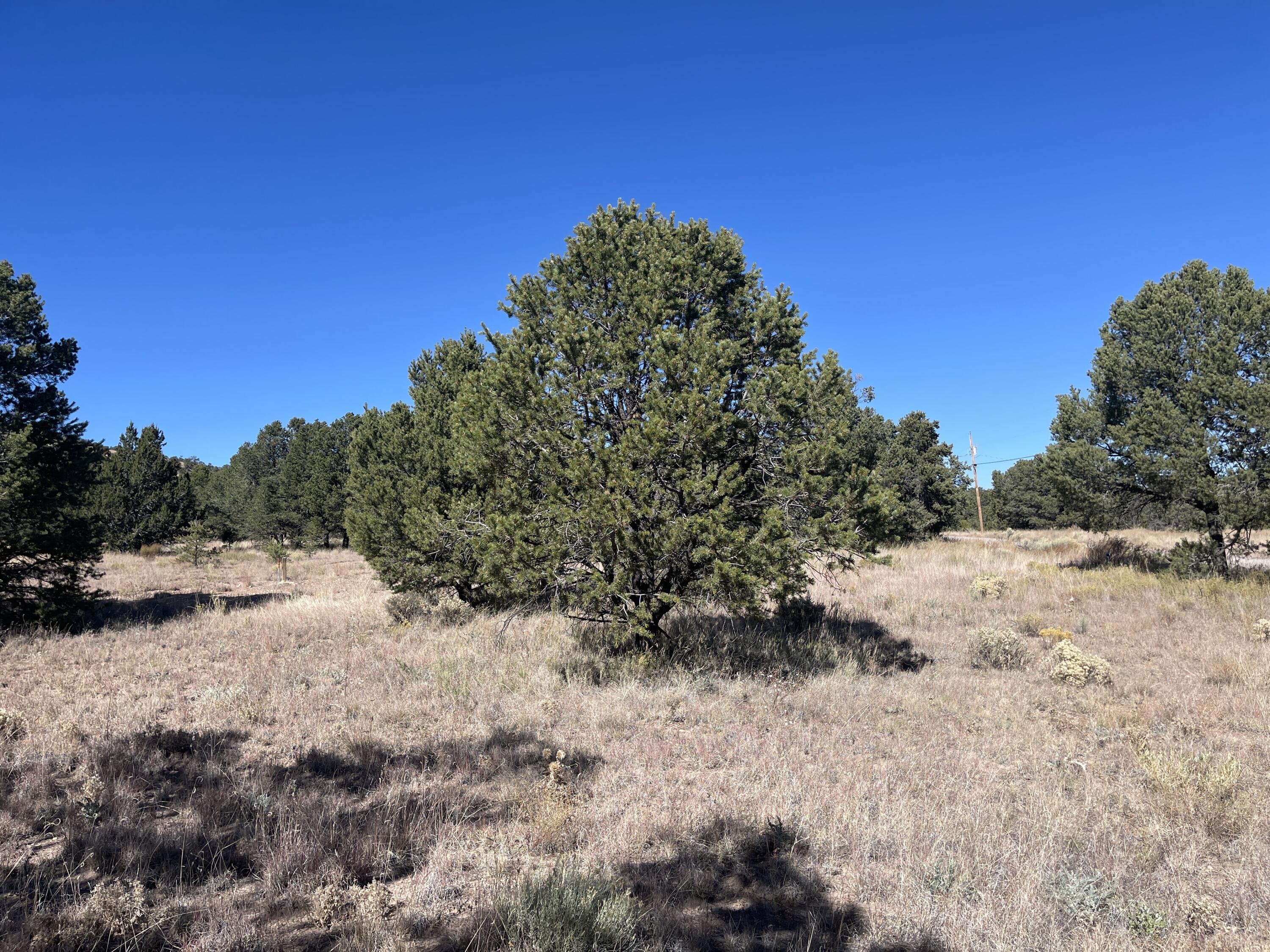 111 Homestead Trail, Datil, New Mexico image 30