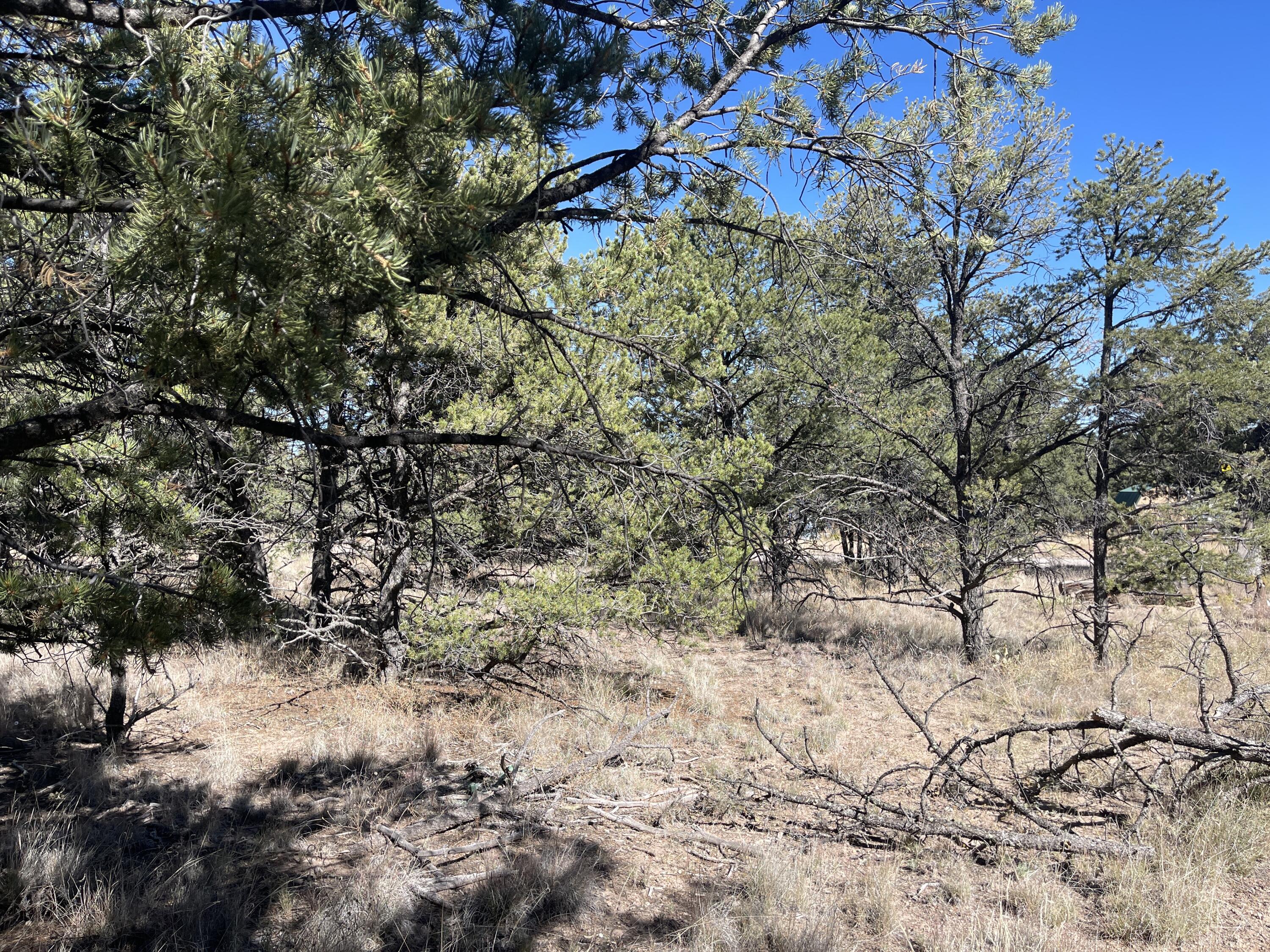 111 Homestead Trail, Datil, New Mexico image 9