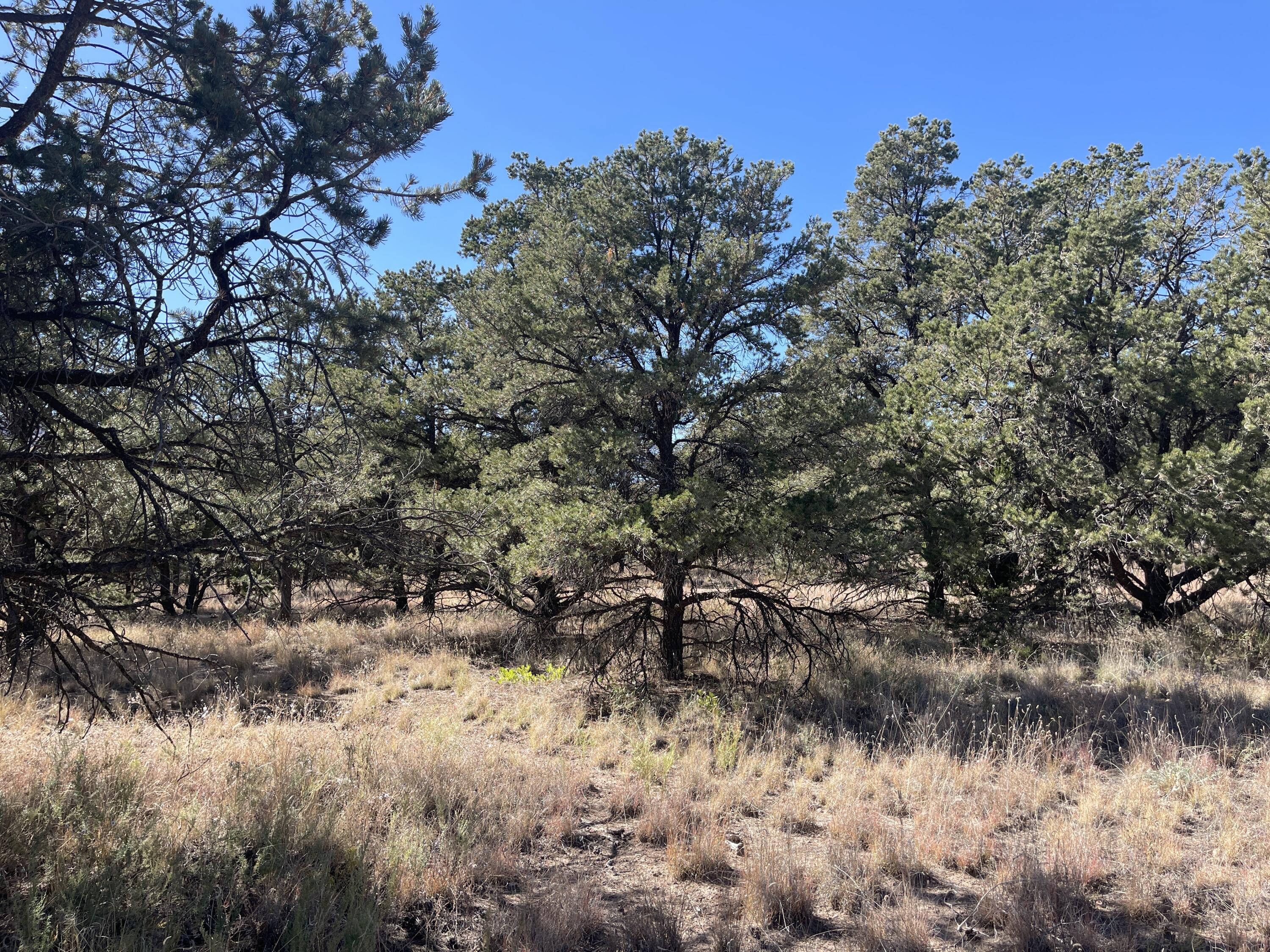 111 Homestead Trail, Datil, New Mexico image 36