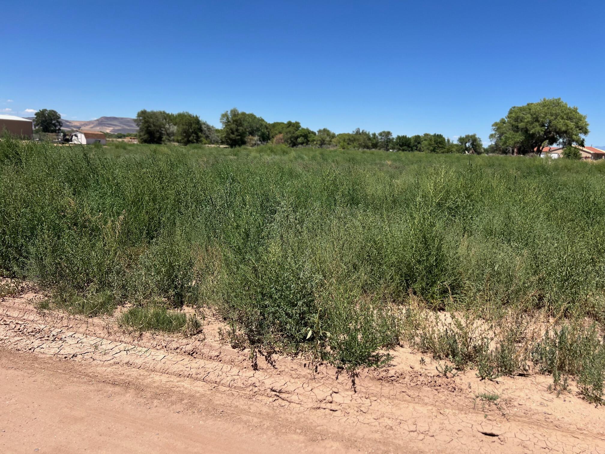 Guinea Lane, Belen, New Mexico image 3